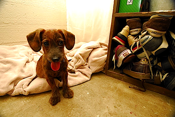 ( Photo: The Mutt Scouts )