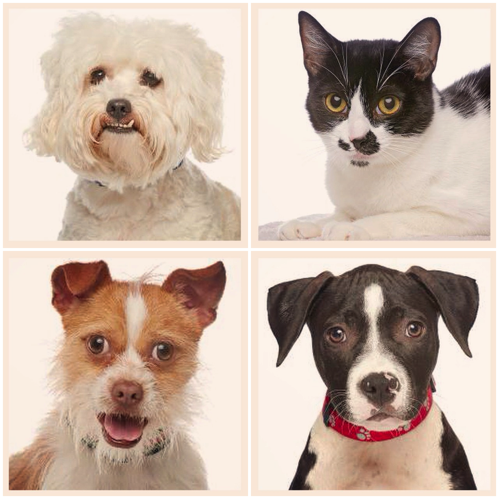 bruno's dog and cat boutique