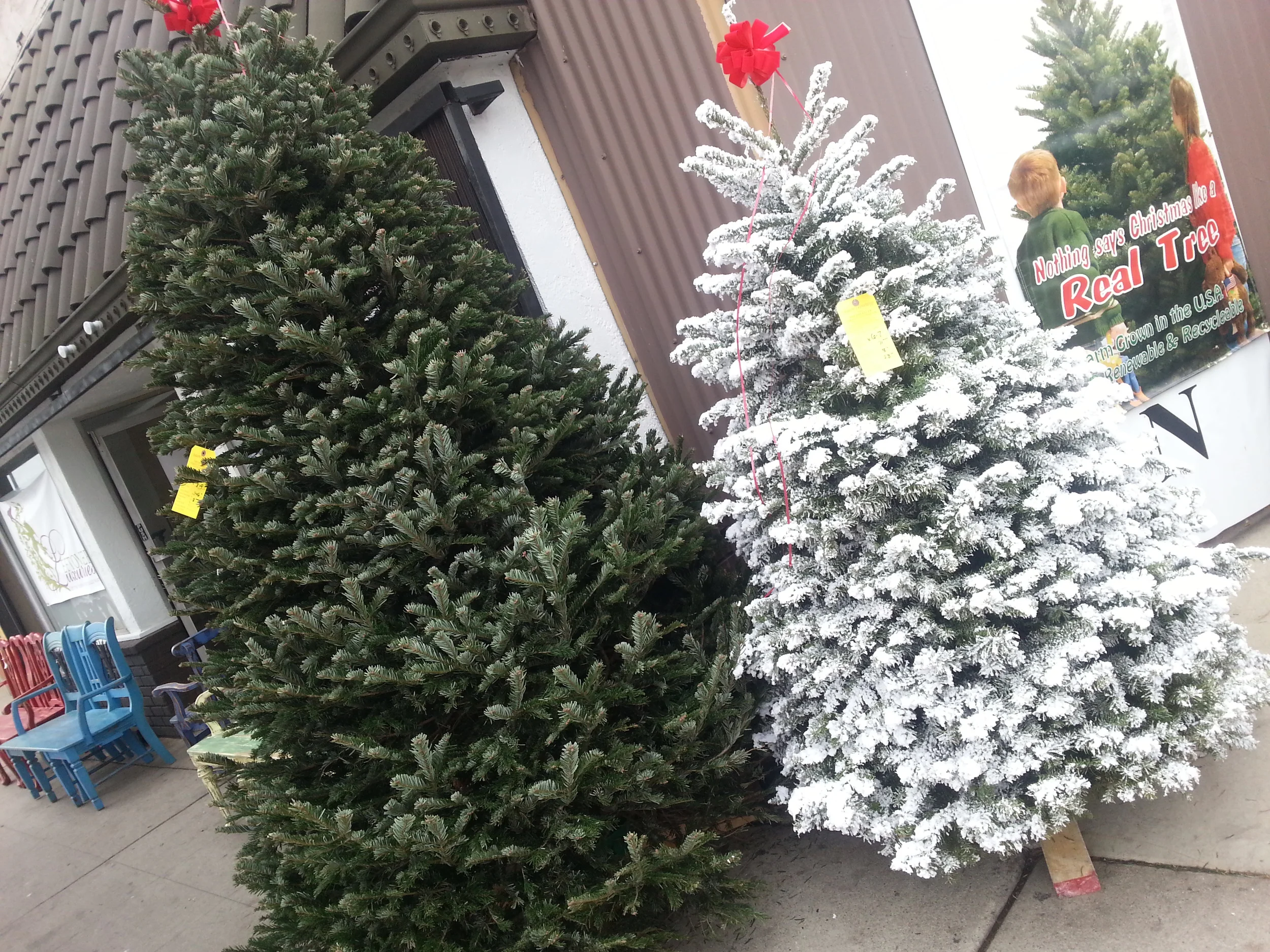 Delancey Street Christmas Trees Return to Venice