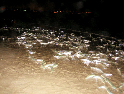 See The Grunion Run On Venice Beach