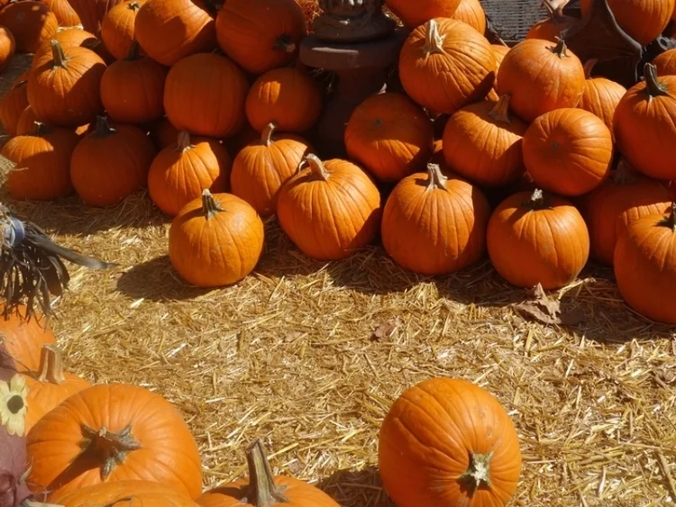 Pumpkin Patches (With So Much More) On The Westside