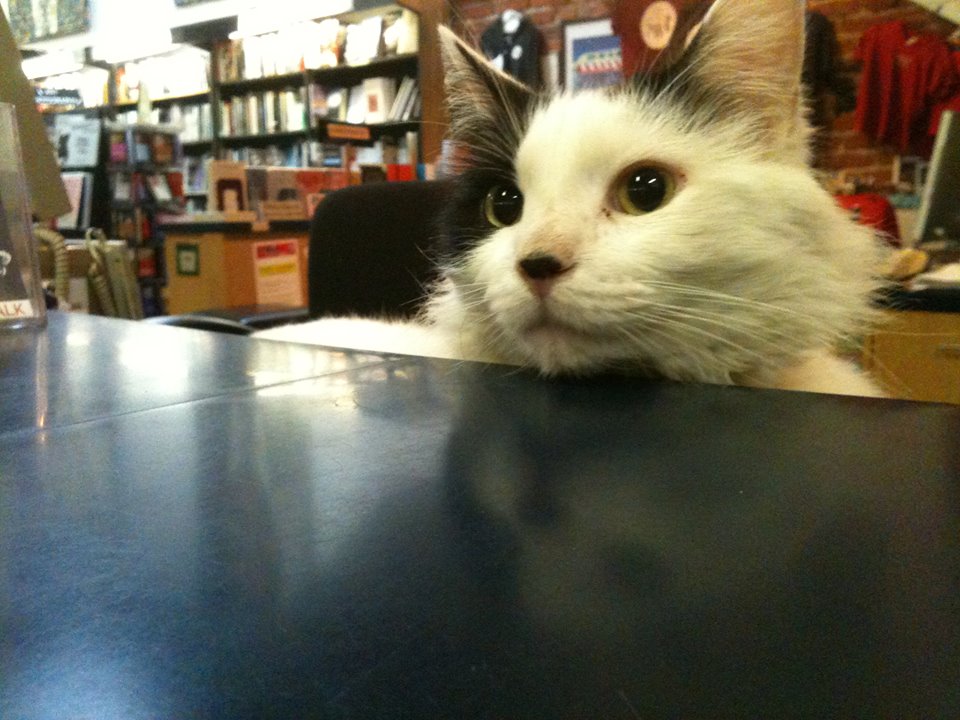 Conan the Librarian, Small World Books' shop cat. 