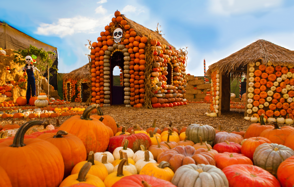 Mr. Bones Pumpkin Patch