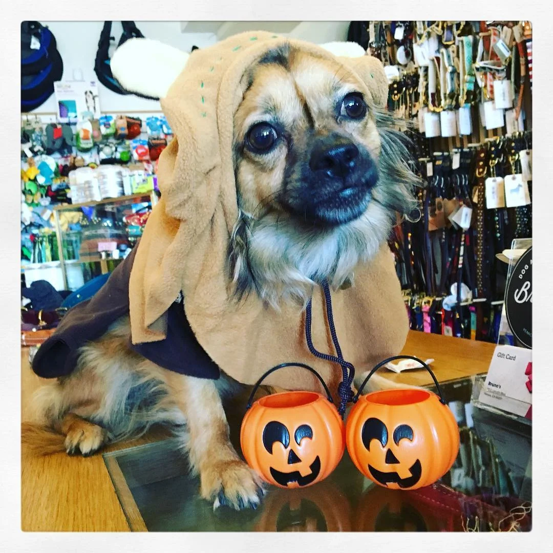 Kit + Ace and Bruno's Dog Halloween Costume Contest