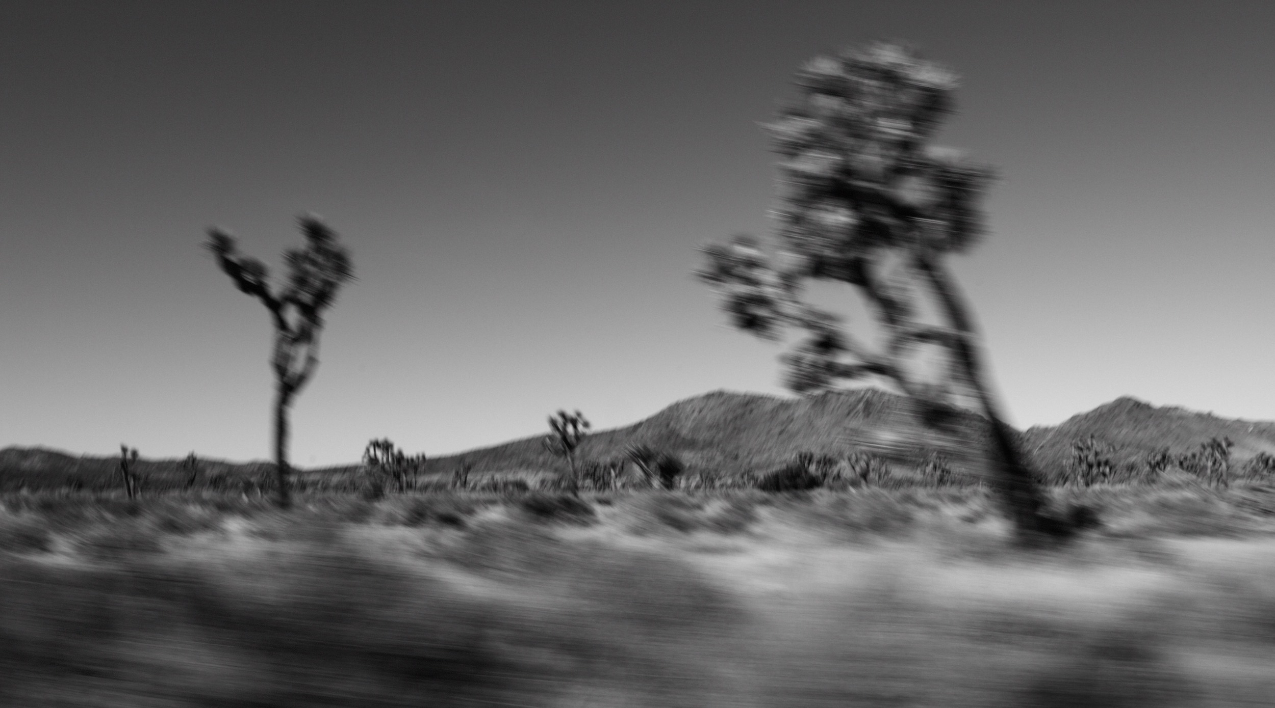 _MG_6032_Joshua_Tree.JPG