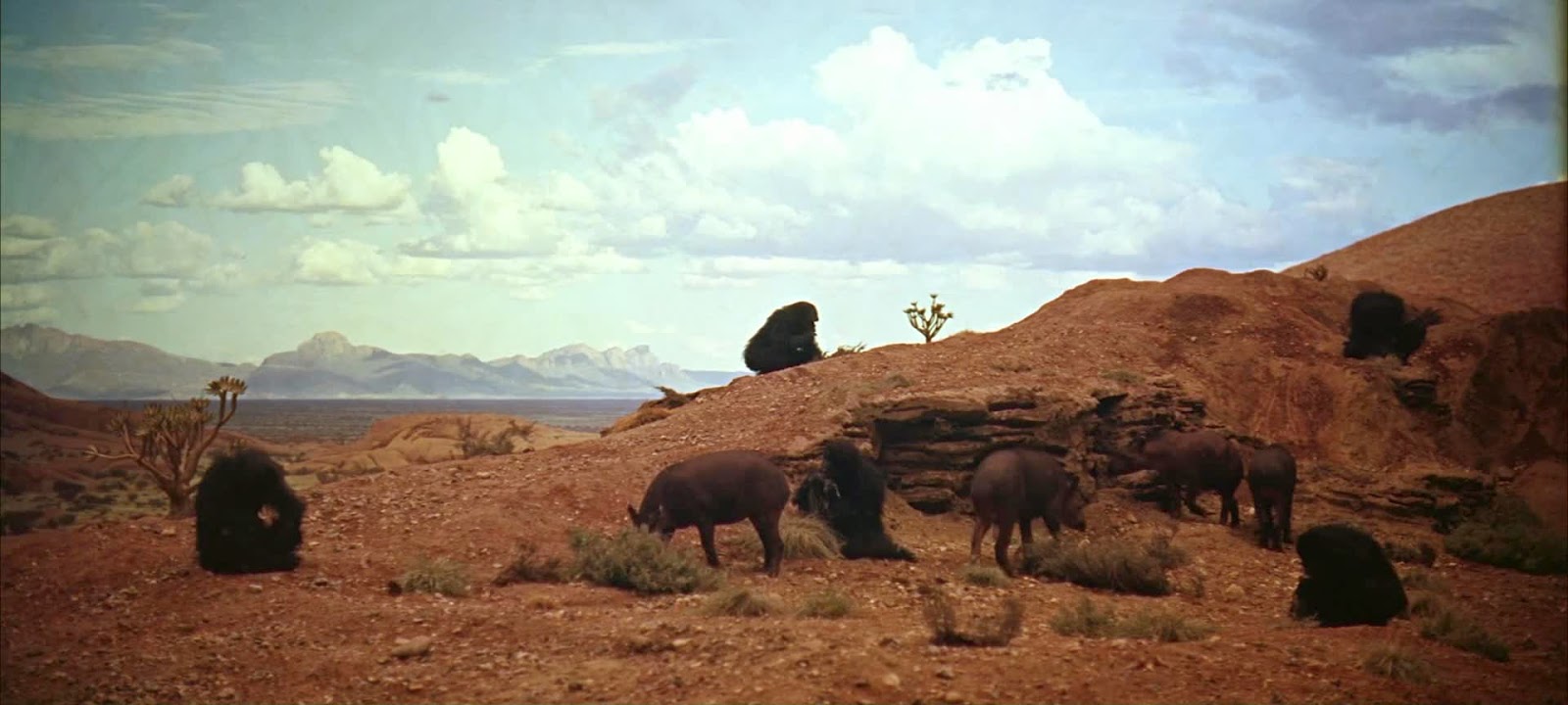 Doug Trumbull: "Filming of the 'Dawn of Man' sequence took place entirely on only one stage at the studio. Distant backgrounds for all the action were front-projected eight-by-ten Ektachrome transparencies, using probably the largest front-projection device ever made, and constructed specially for 2001 by Tom Howard. The projector consisted of a specially intensified arc source with water-cooled jaws to hold the oversized carbons, special heat-absorbing glass, giant condensing lenses which would occasionally shatter under the intense heat, special eight-by-ten glass plate holders and positioning mounts, an extremely delicate semi-silvered mirror, and a specially built nodal point head so that the camera could pan, tilt, and zoom without fringing of the image. "