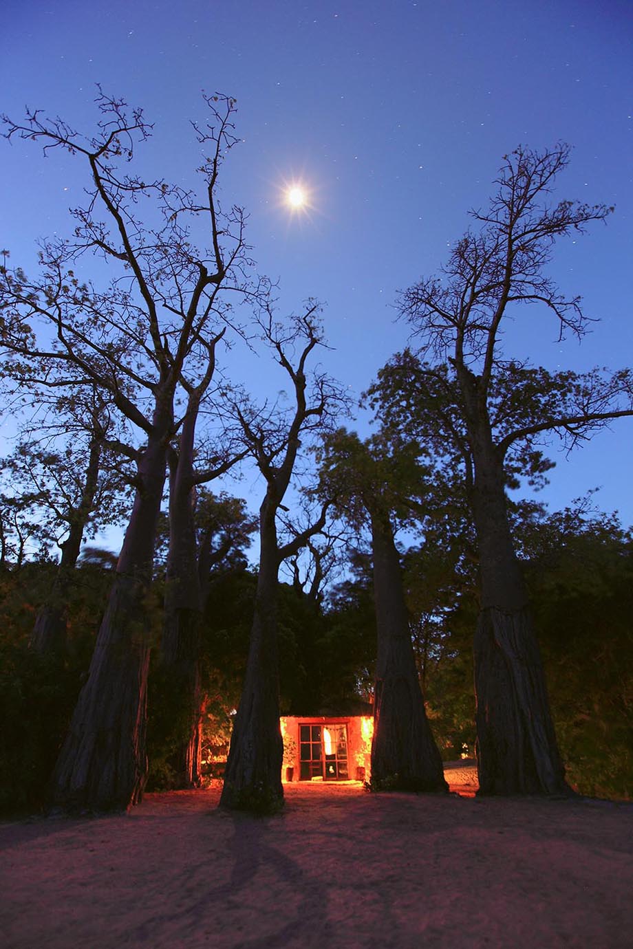 "Baobab Trees"