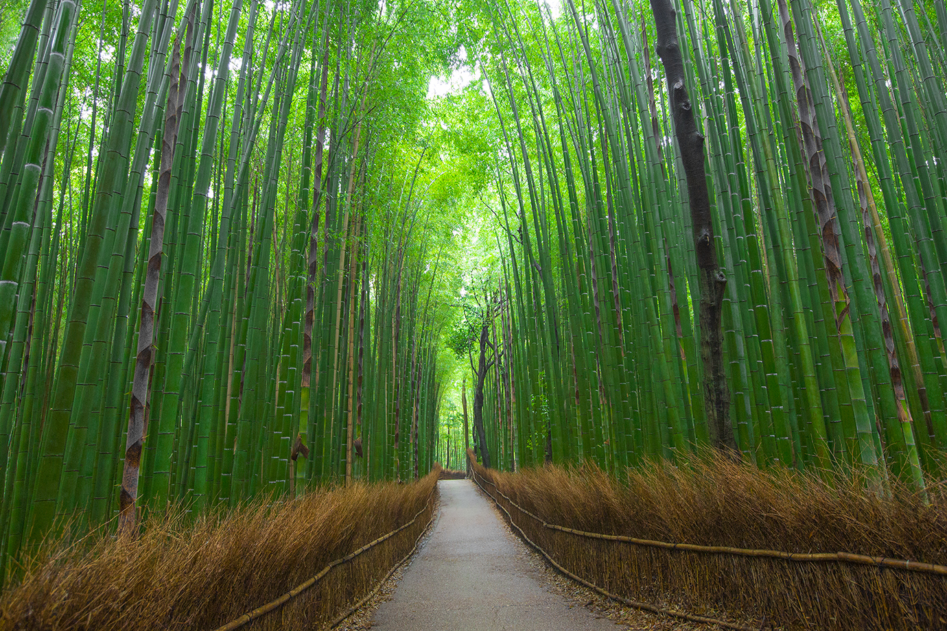 "Bamboo"