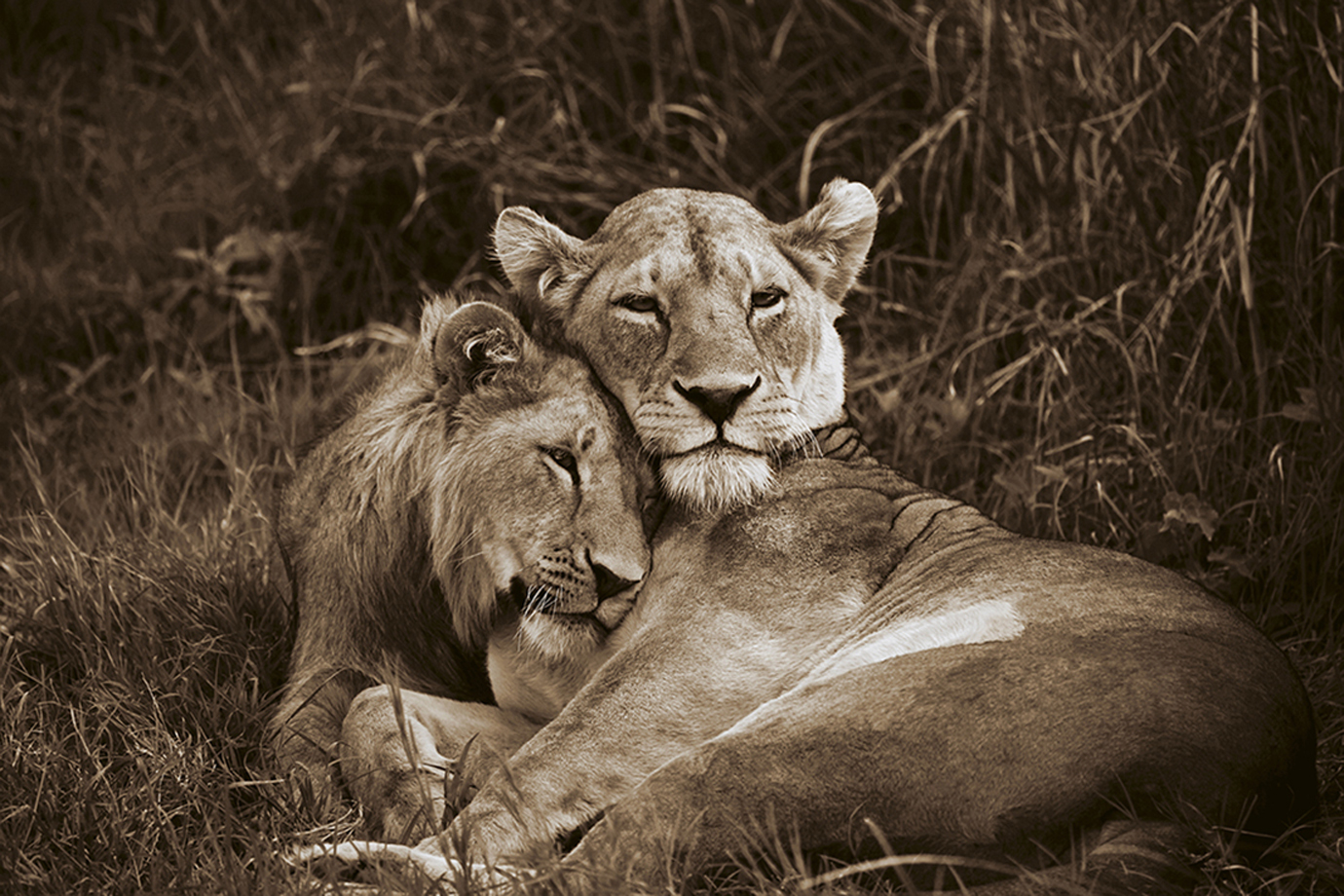 "Affection"