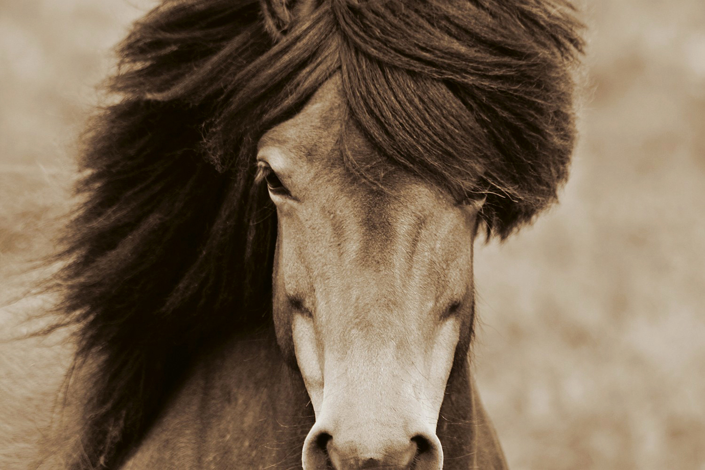 "Icelandic Horse"