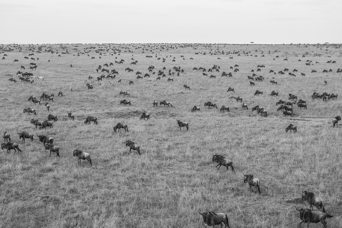 "Wildebeest"