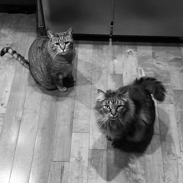 Mind Control for Dummies.