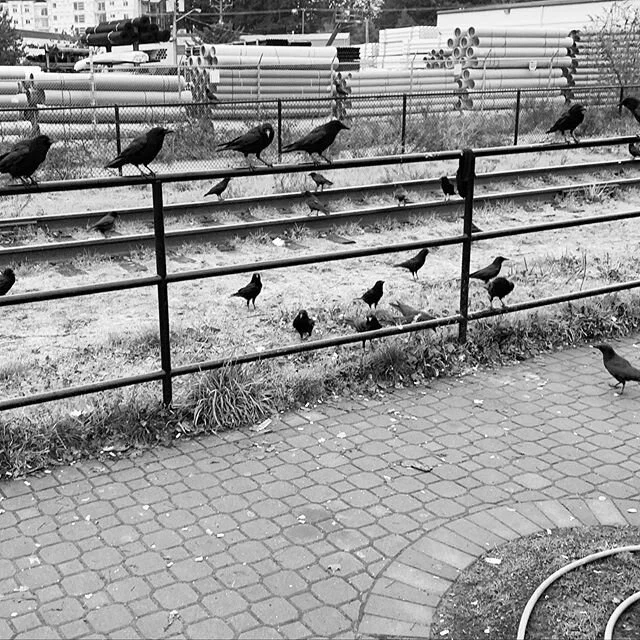 Feel like Tippi Hedren.