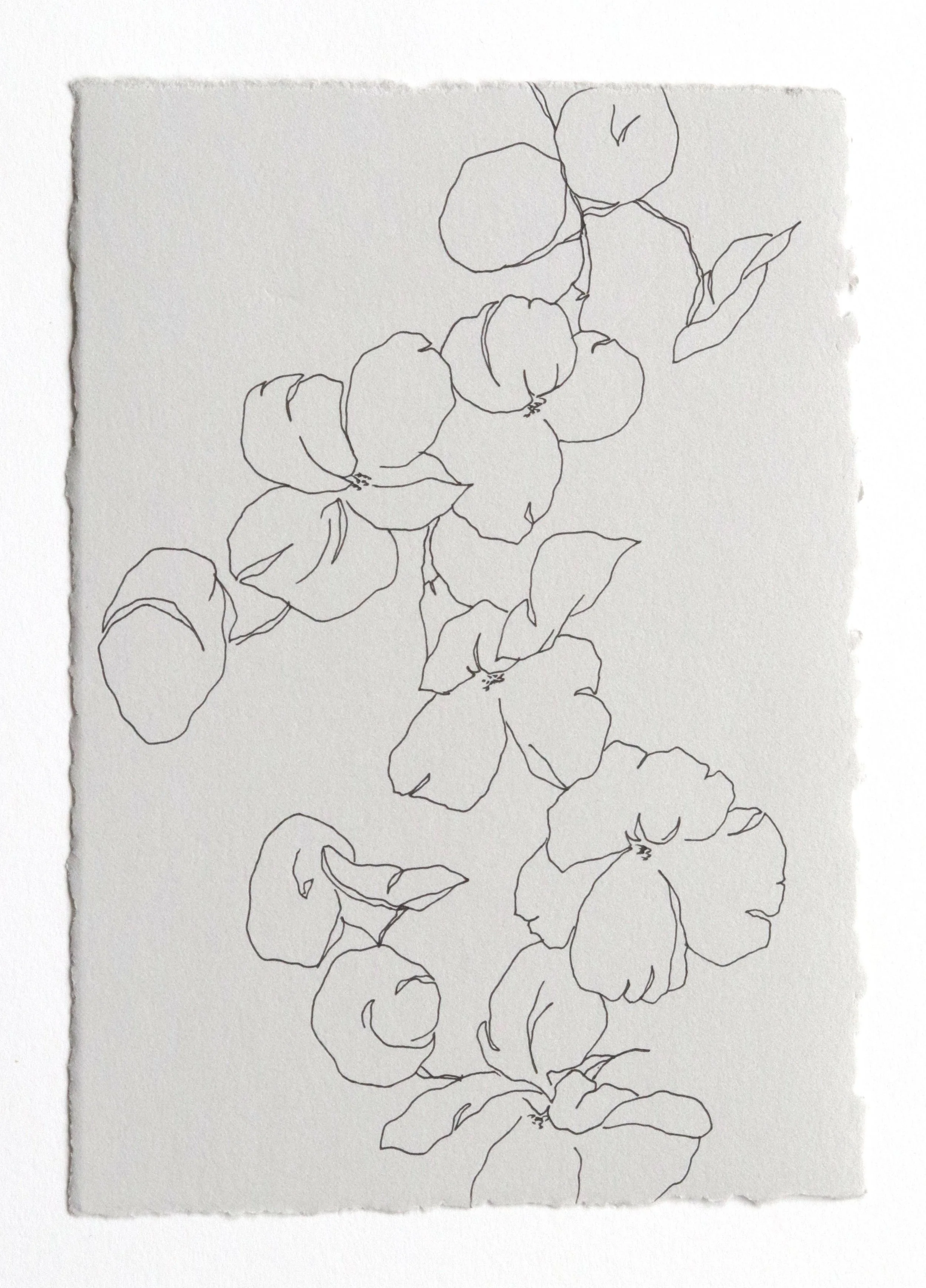 Forever Flowers 3_6x4_pen on paper_$75_with deckle.jpg