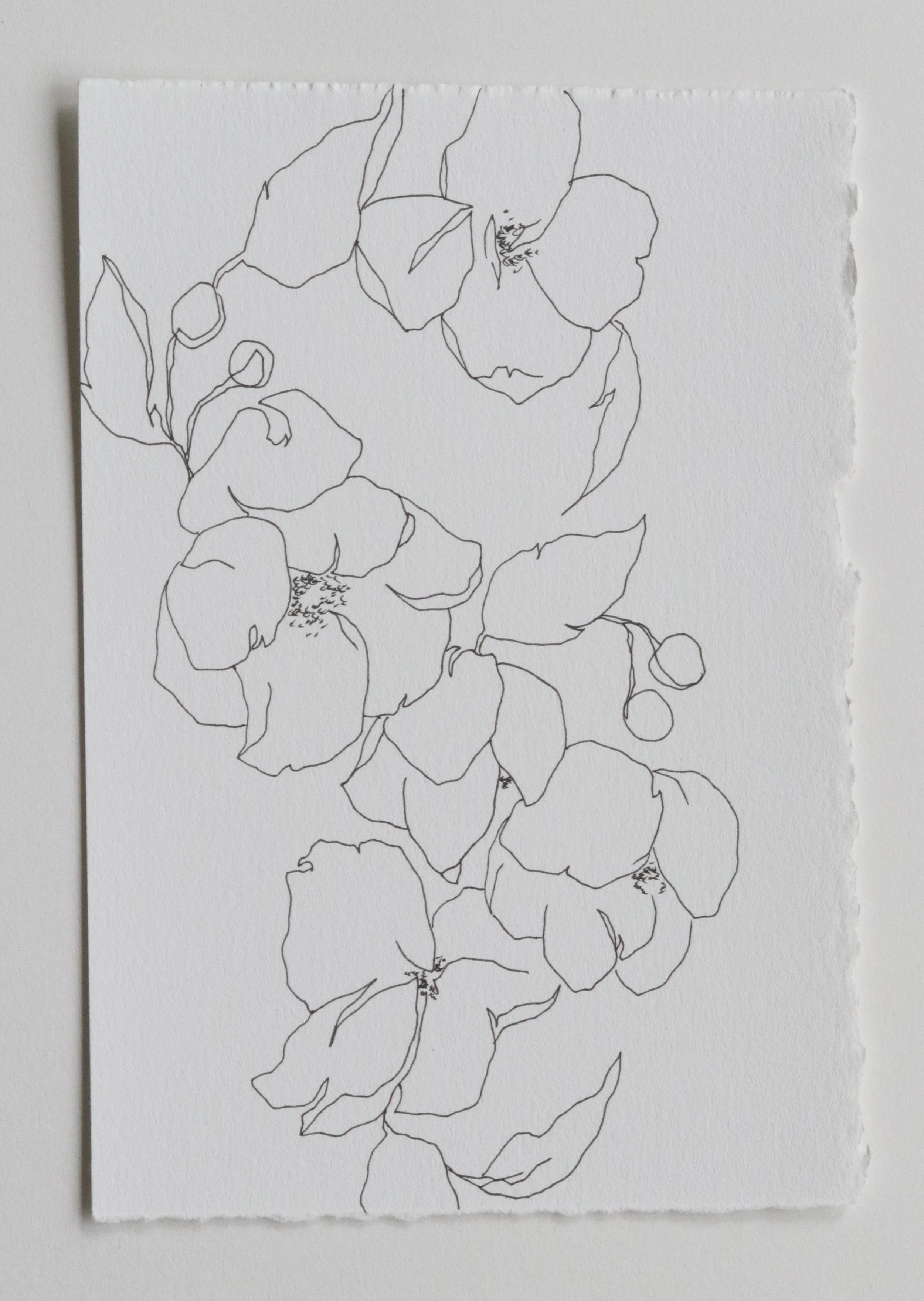 Forever Flowers 4_6x4_pen on paper_$75_with deckle.jpg