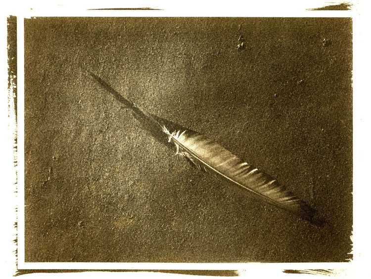 Feather.jpg