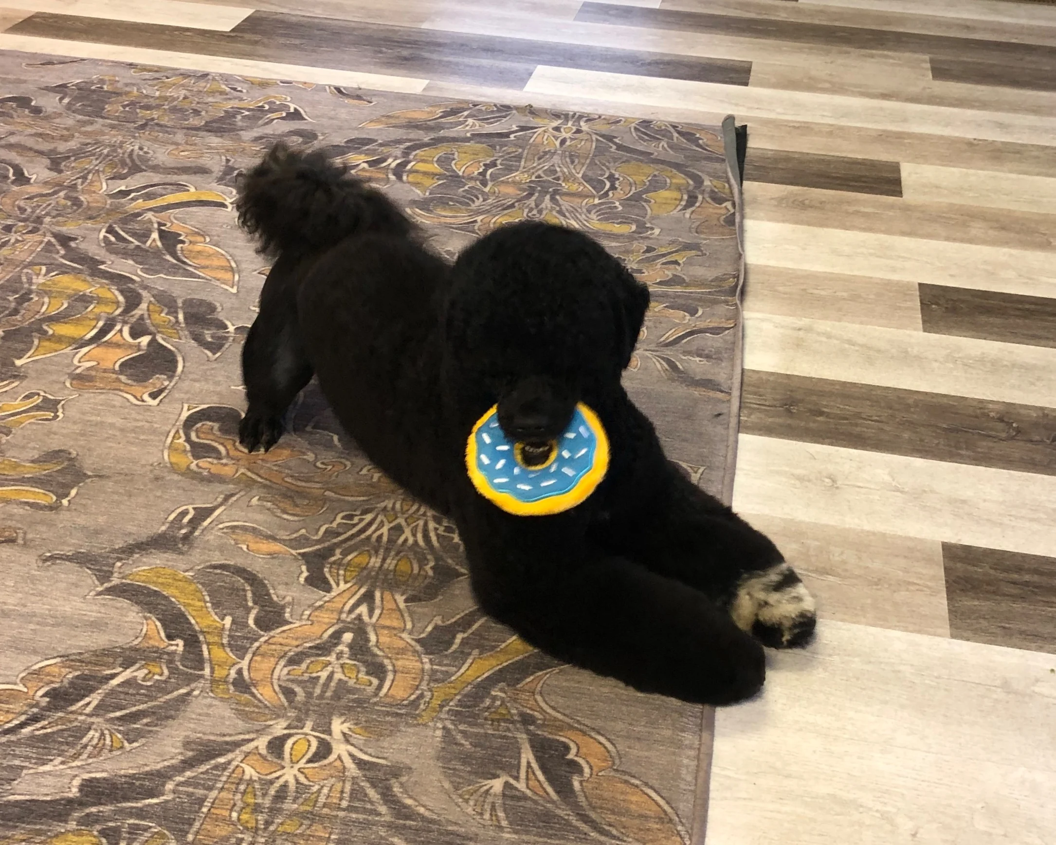 StylaPet Dog Spa New Lenox Pet Grooming Dog Grooming, Cat Grooming and Pet Day Spa by Certified