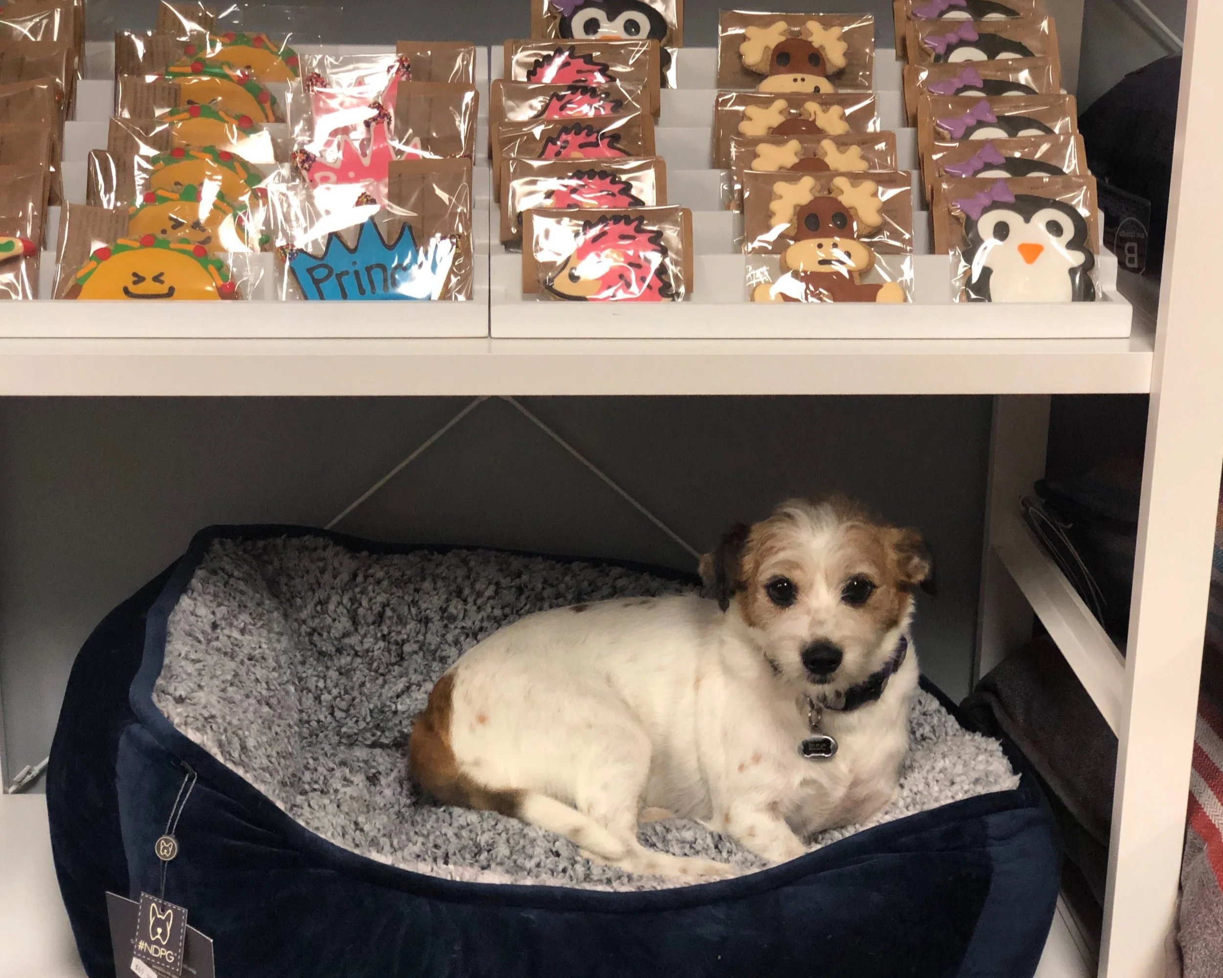 StylaPet Dog Spa New Lenox Pet Grooming Dog Grooming, Cat Grooming and Pet Day Spa by Certified