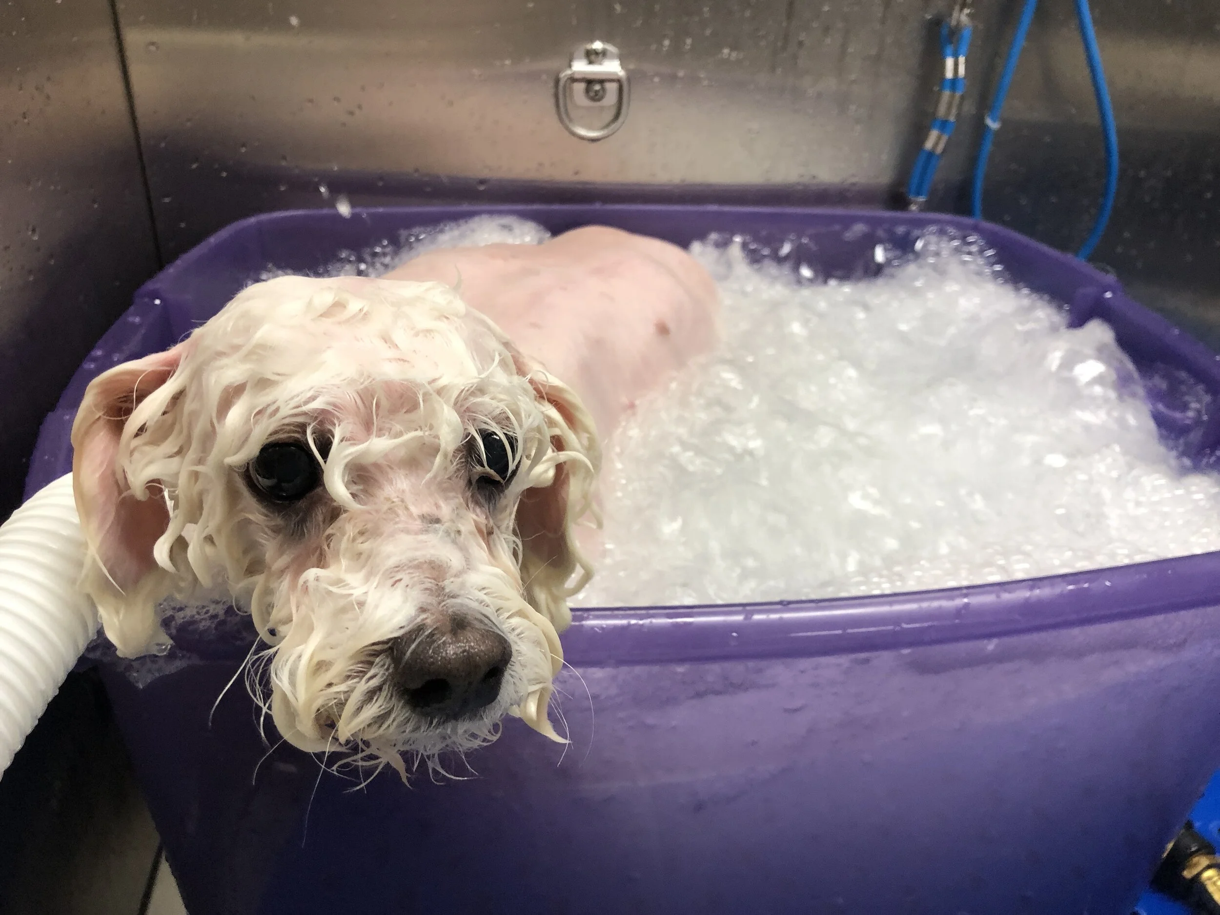 ozone therapy for dogs near me