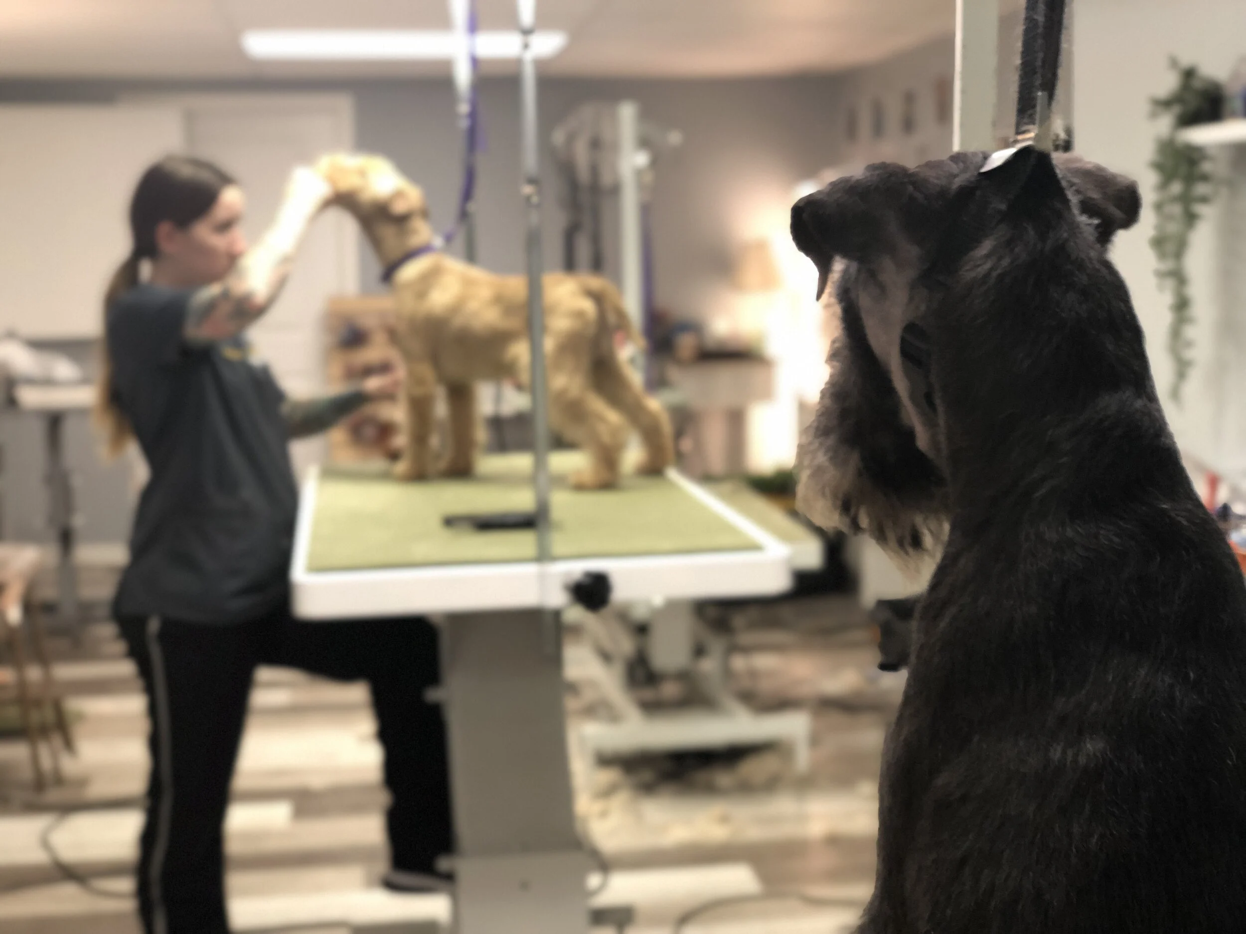 StylaPet Dog Spa New Lenox Pet Grooming Dog Grooming, Cat Grooming and Pet Day Spa by Certified