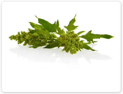 Quinoa is rich in protein and sourced for Aveda's Damage Remedy hair restructuring products.