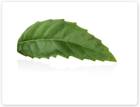 Ylang Ylang plant essence aroma is renowned as an aphrodisiac and is one of many ingredients in Aveda Shampure products.