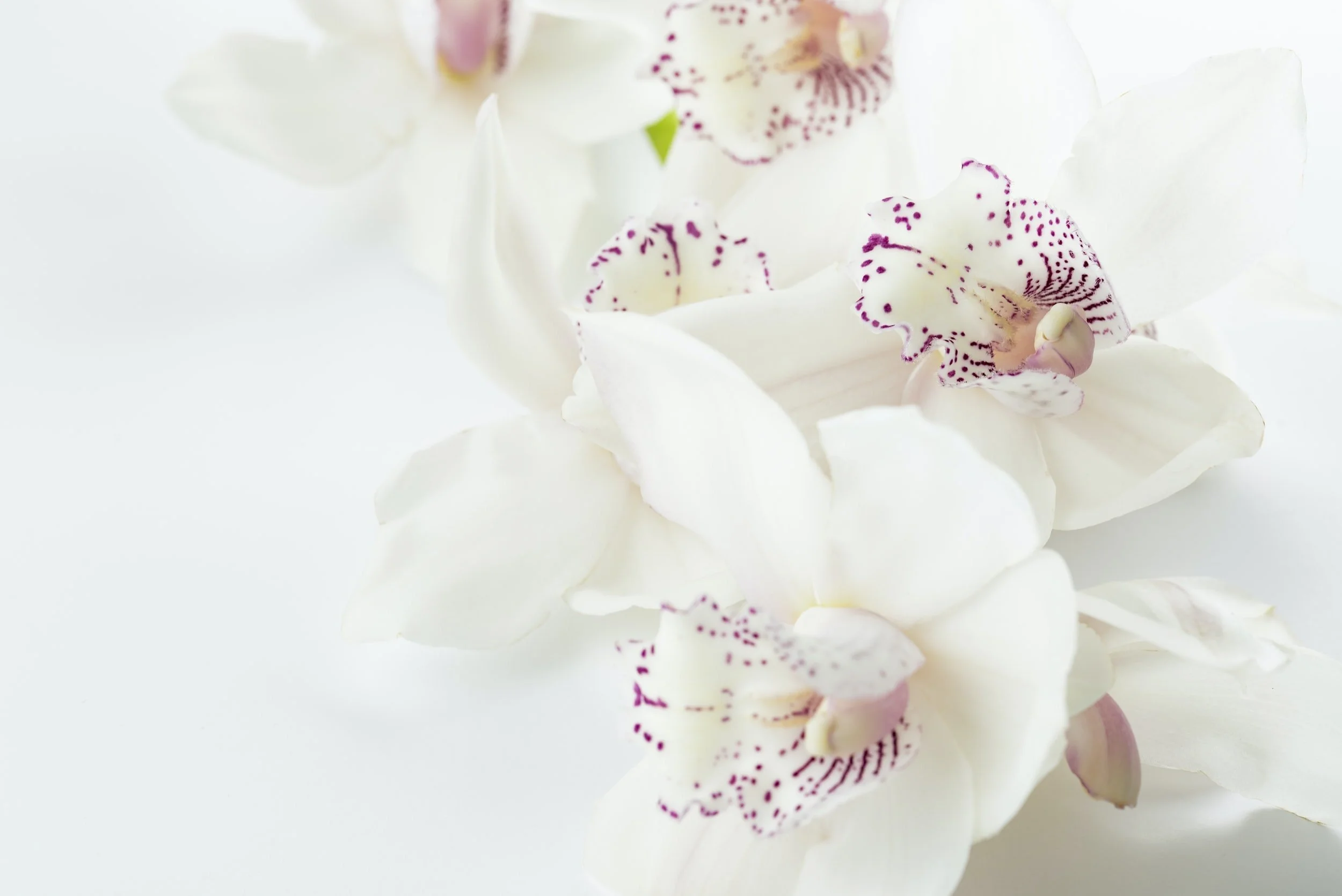Openings at Firewood Spa
