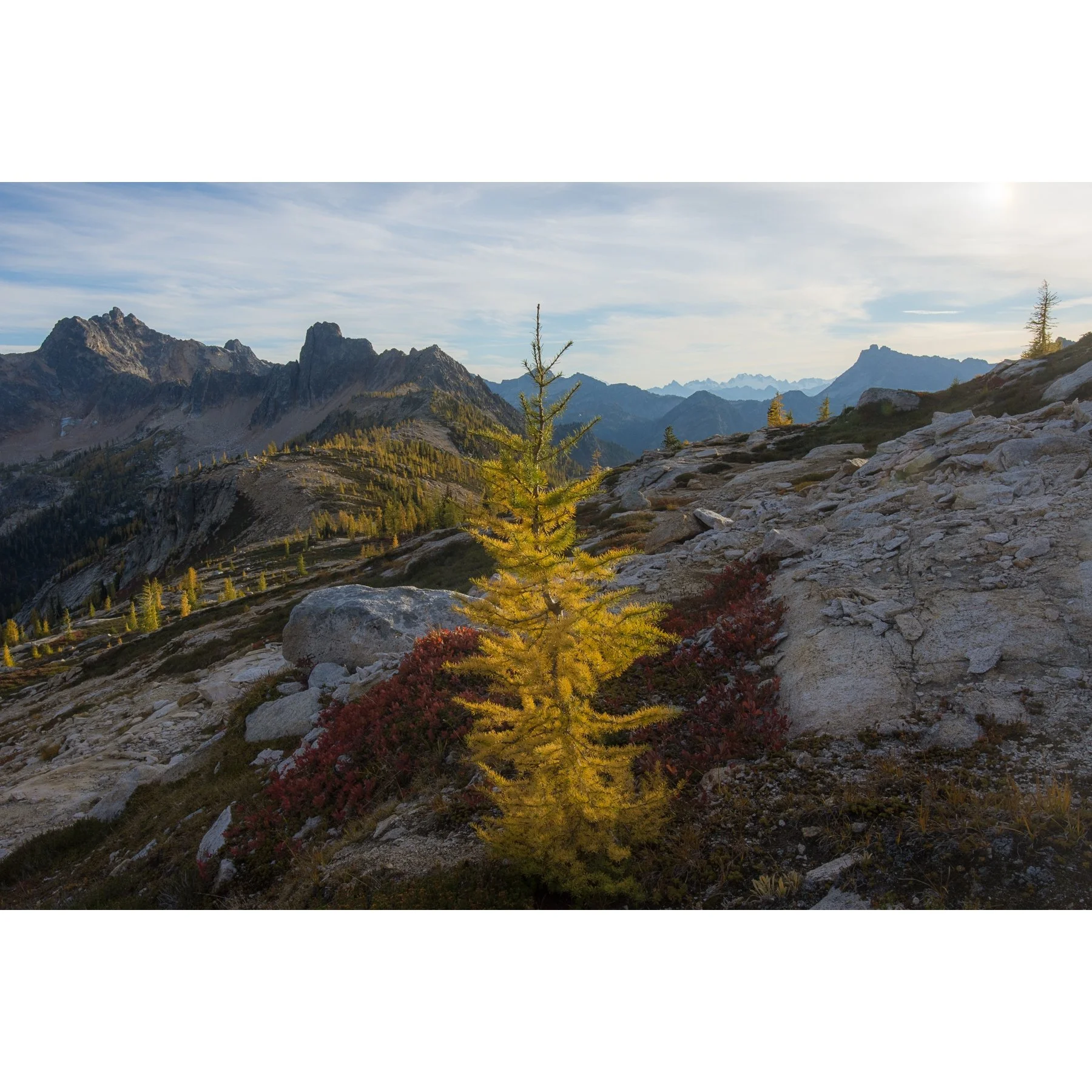 Larch