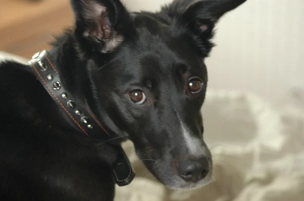 lucy.jpg
