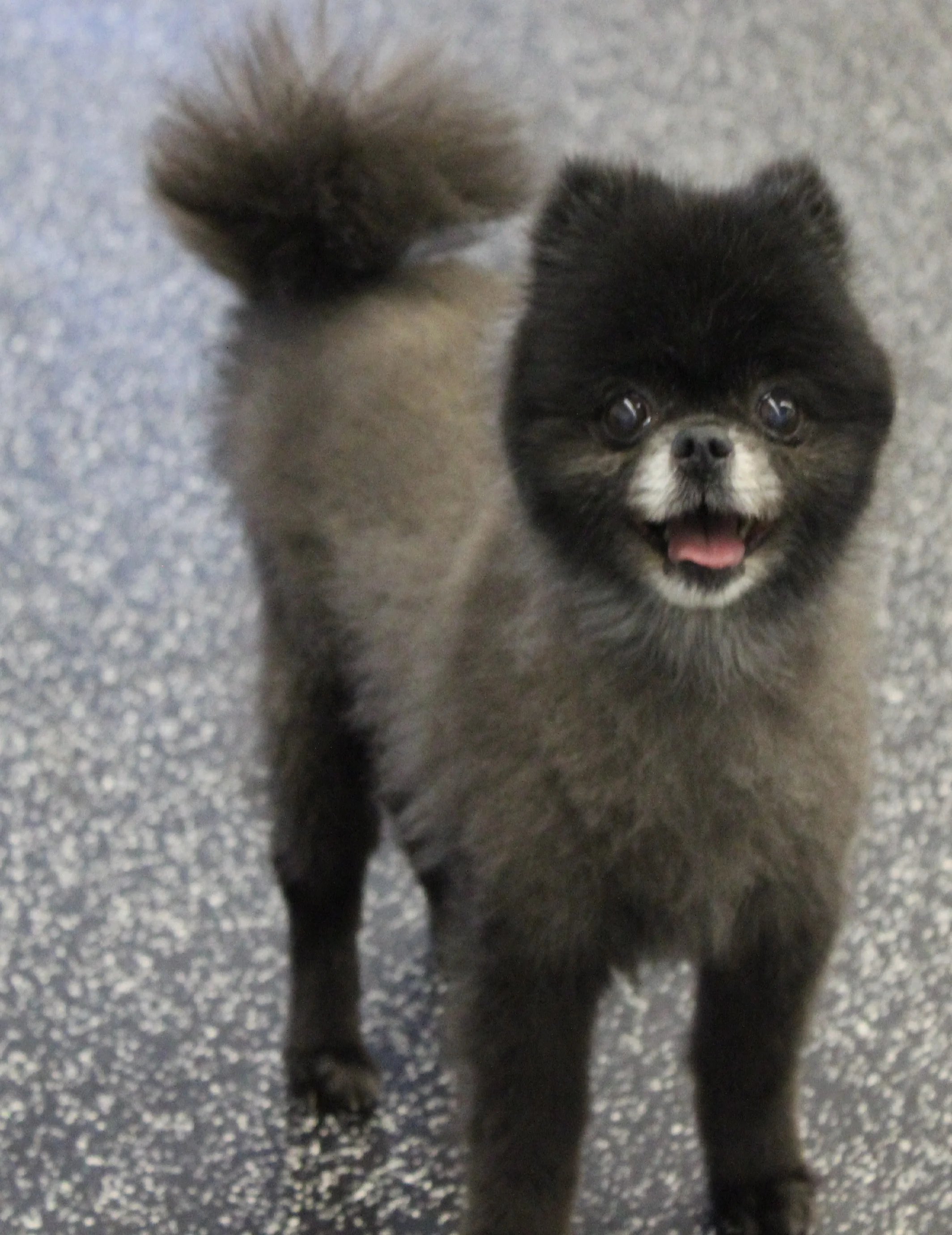 pom.jpg