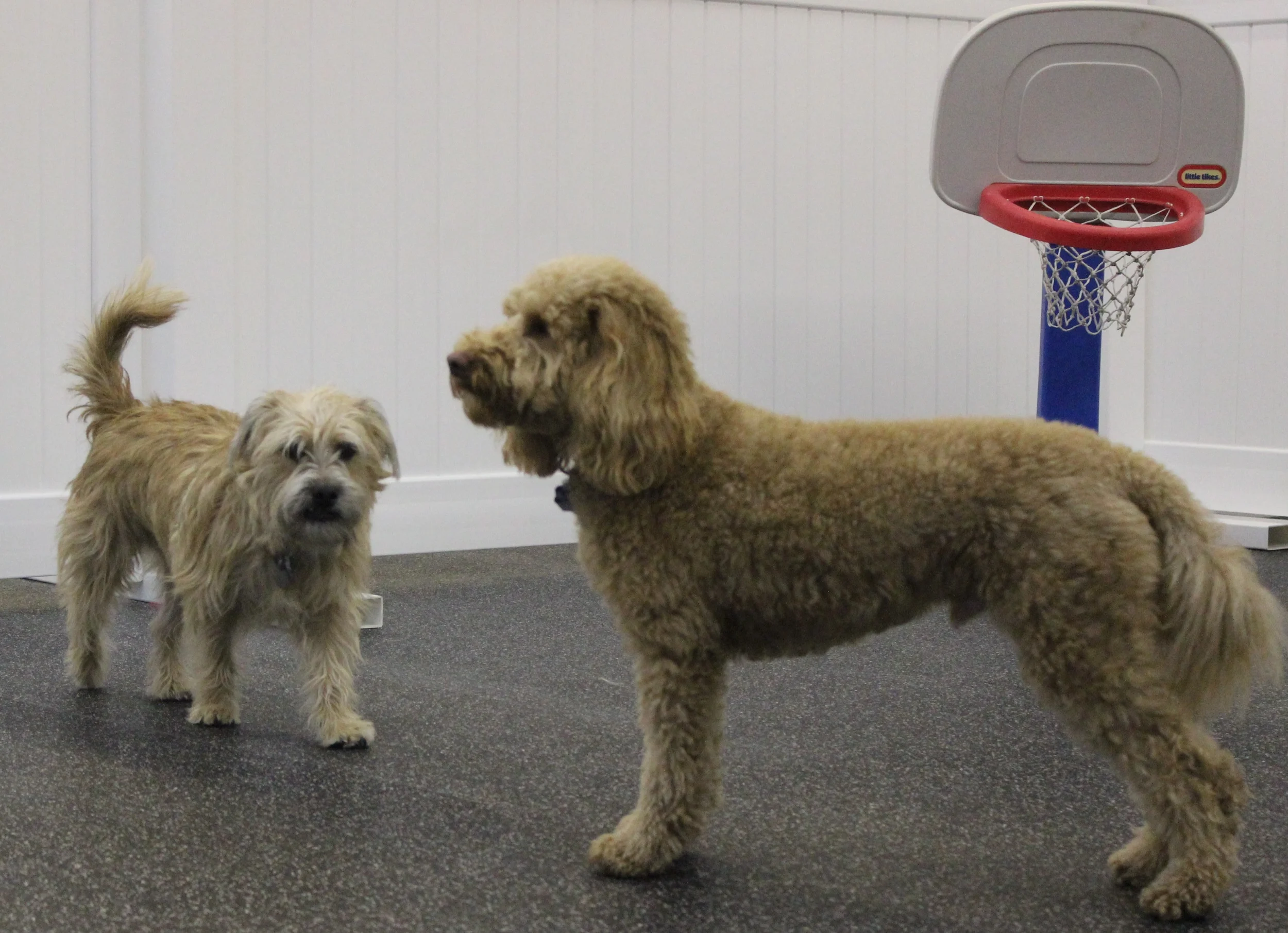 tucker and raffi.jpg