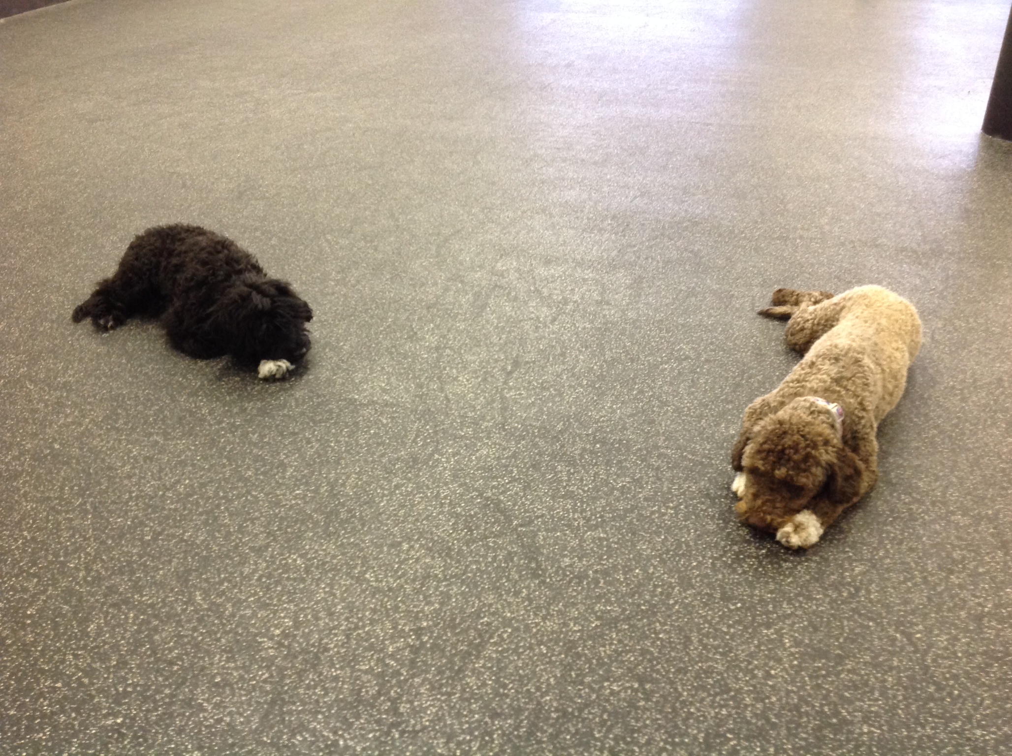Pooped Porty Puppies!