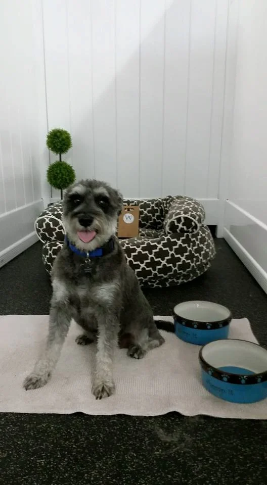 dog-boarding-kennel-kelowna.jpg