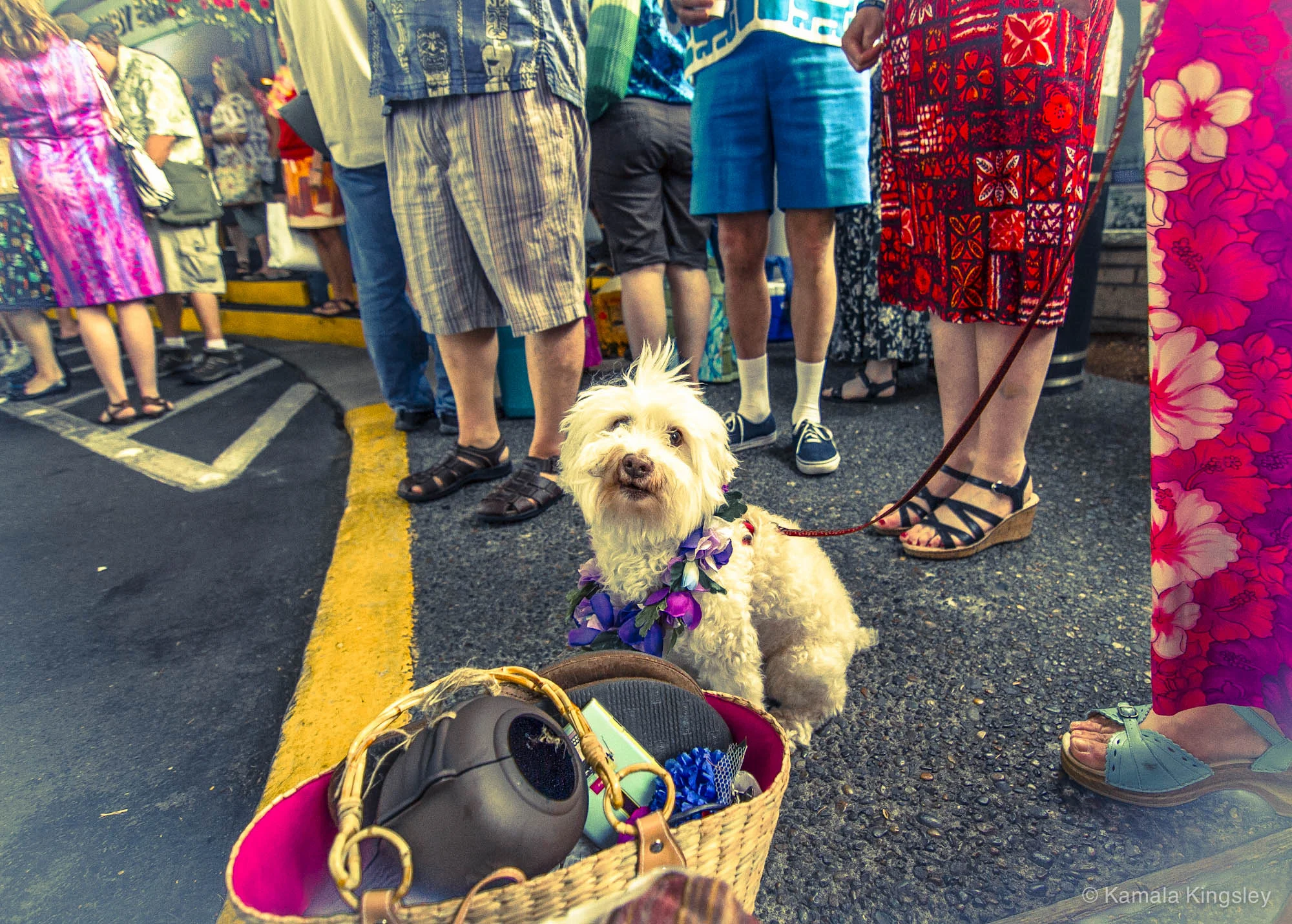 IMG_9145 Nixon the dog-1.jpg