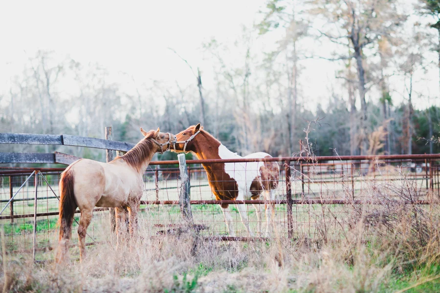 Perkins_Perkins_Pearl_Walker_Photography_358351_Kaylea2BNathaniel20286429_low.jpg