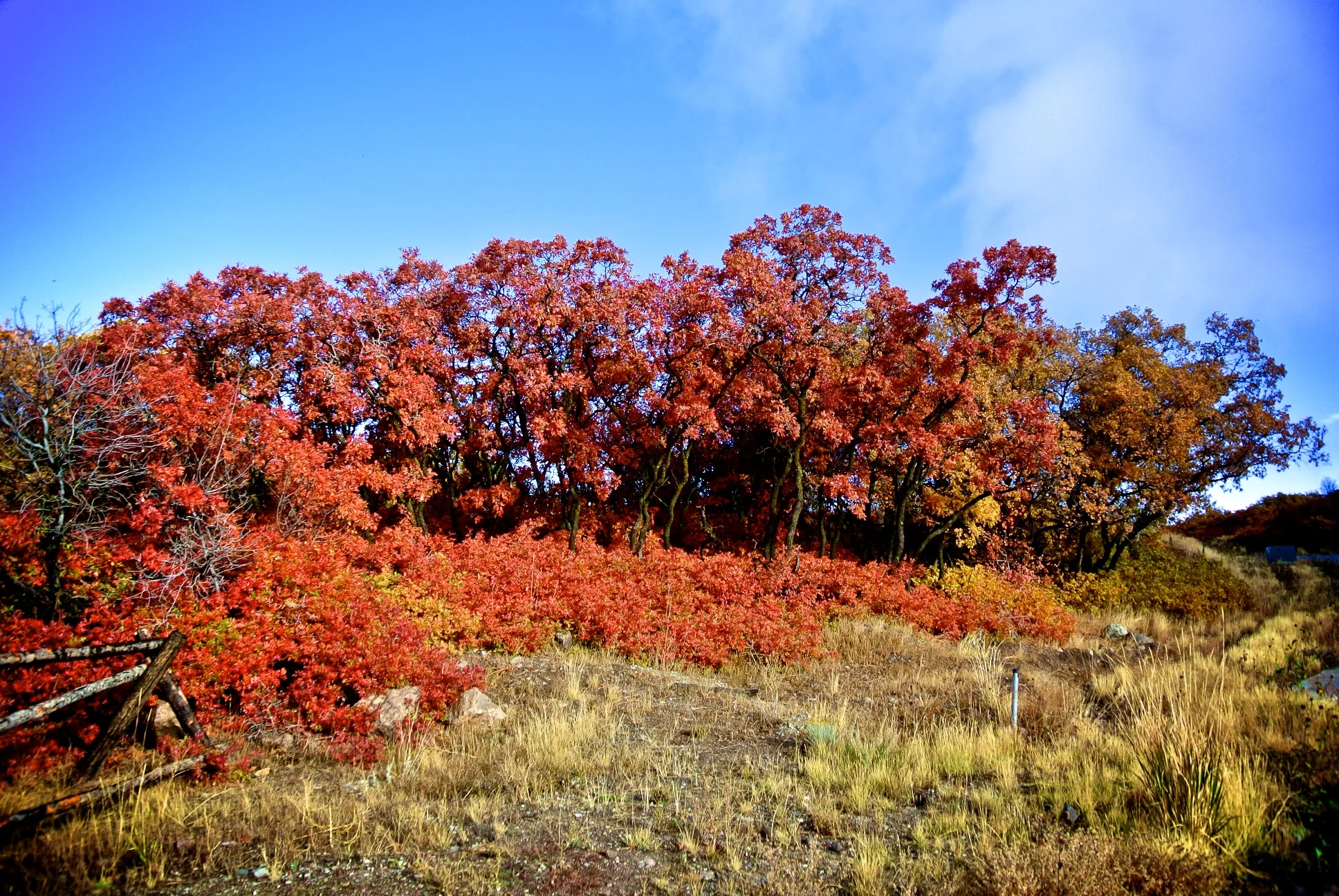 DSC_8496.jpg