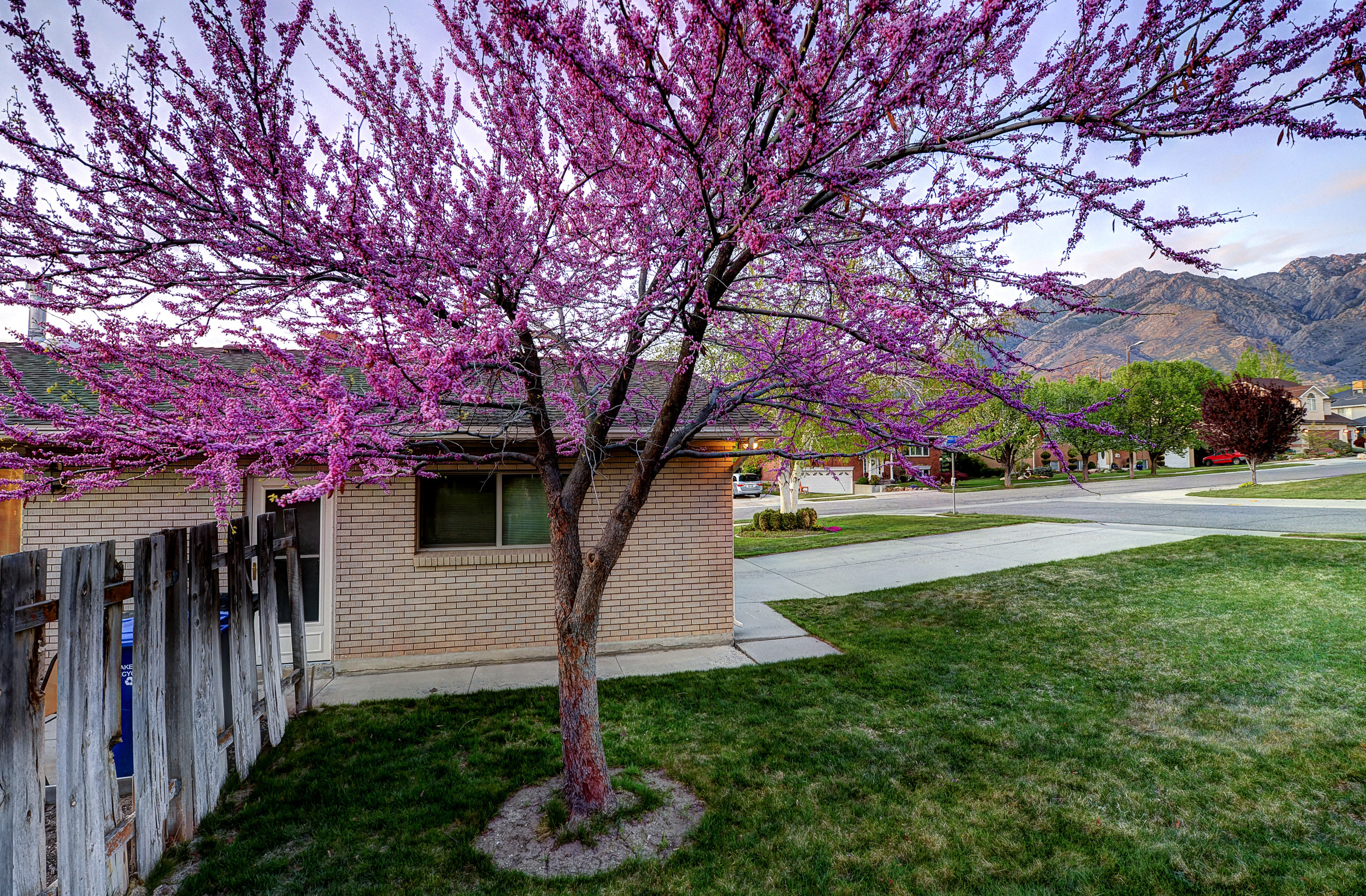 House Sundown Tree1.jpg