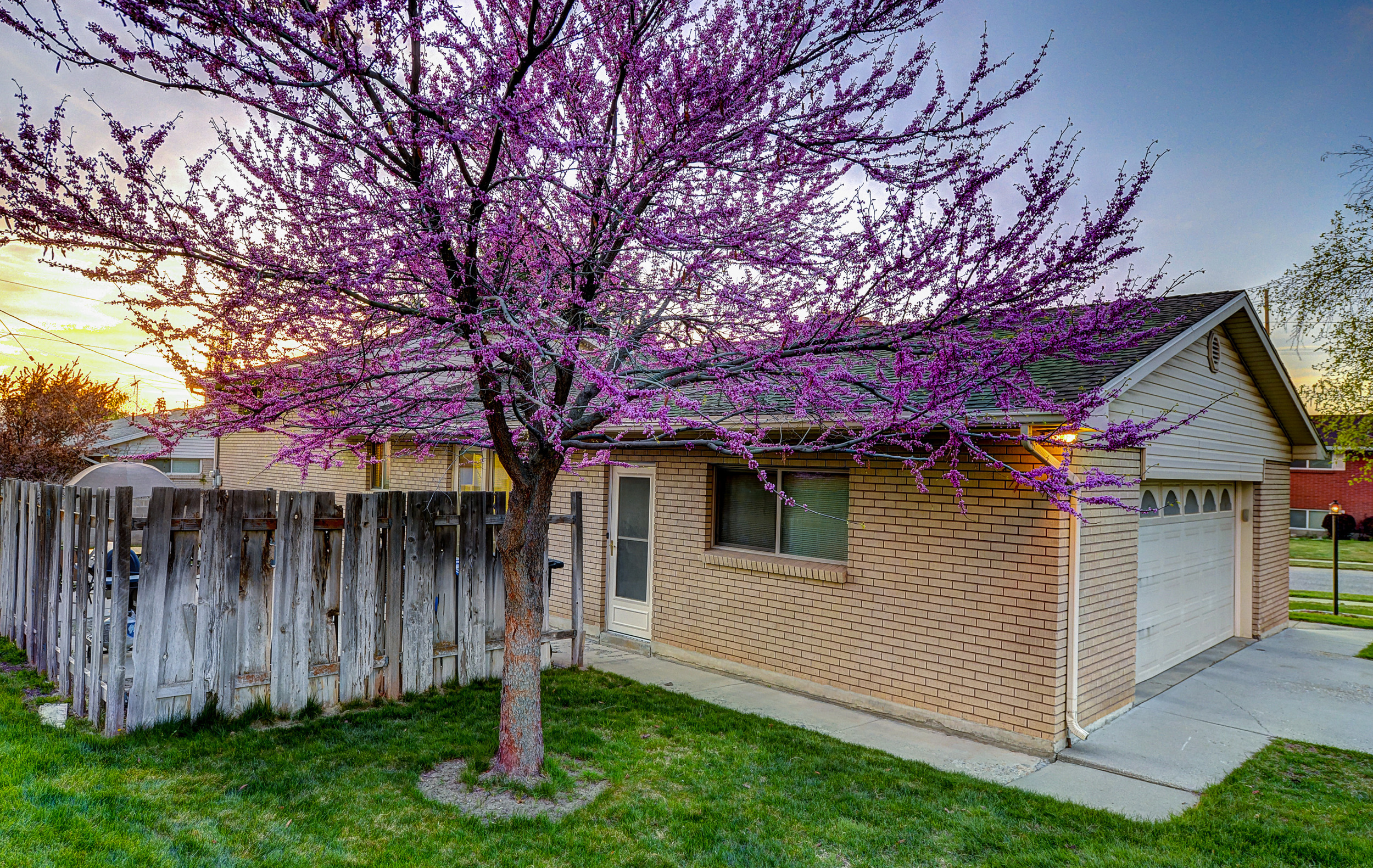 House Sundown Tree2.jpg