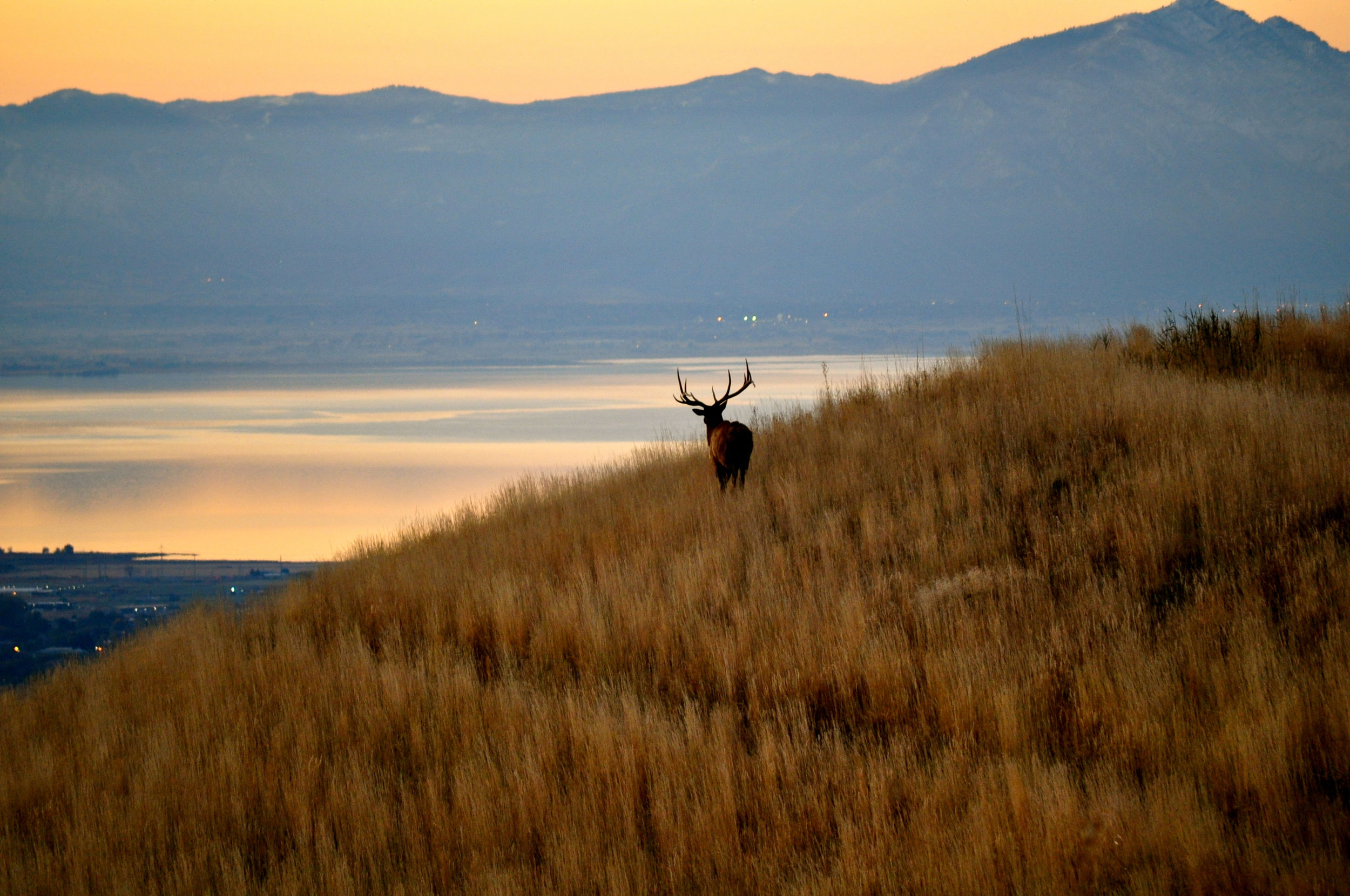 Suncrest Elk.jpg