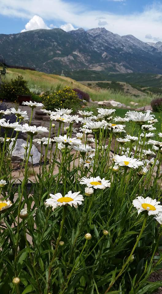 daisies in backyard.jpg