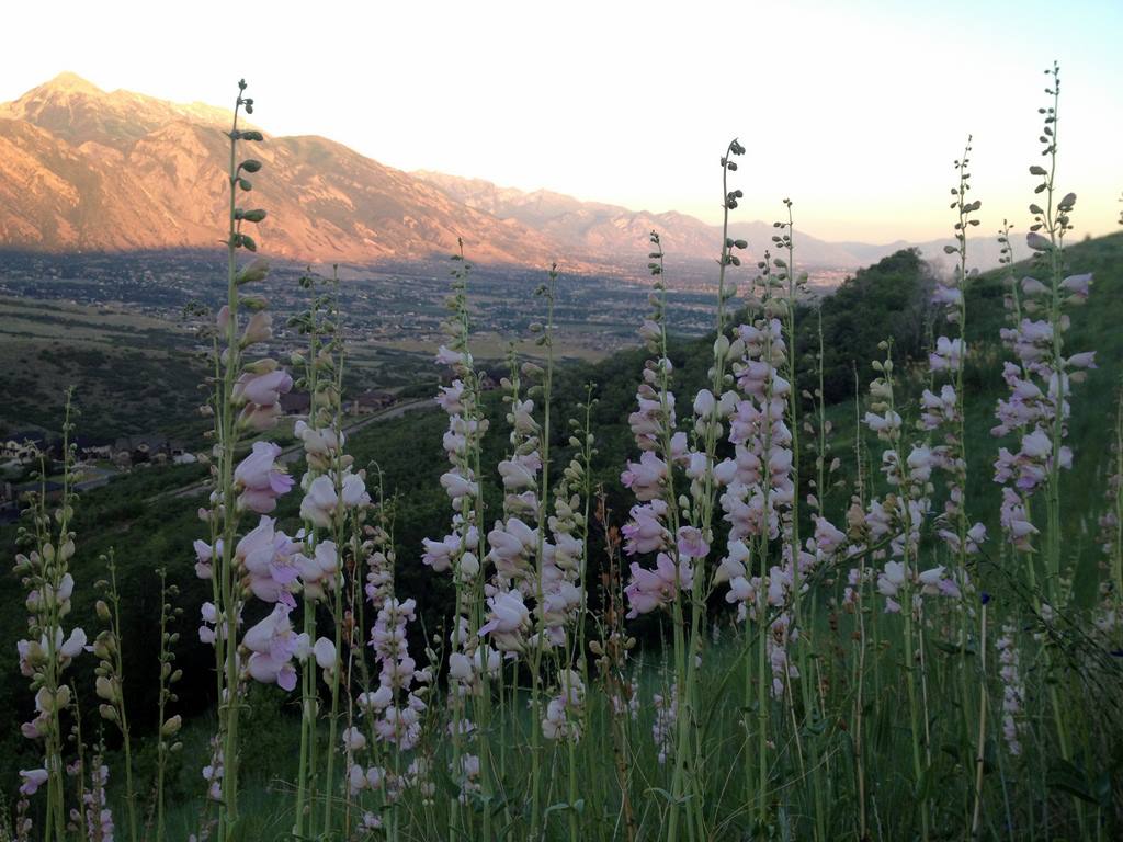 wildflowers on the trail.jpg