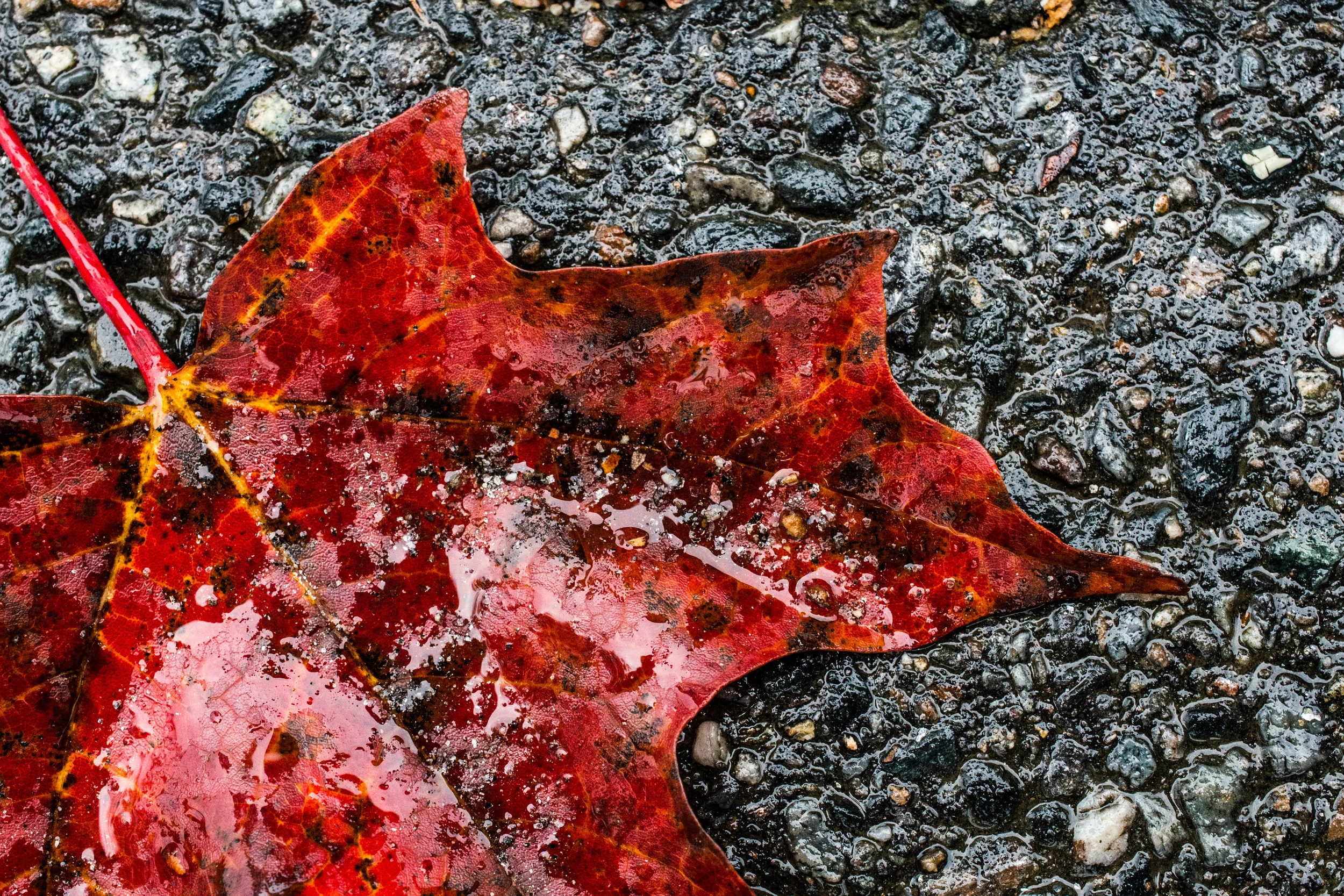 2013-10-01 NEW_ENGLAND_WEB-3282.jpg