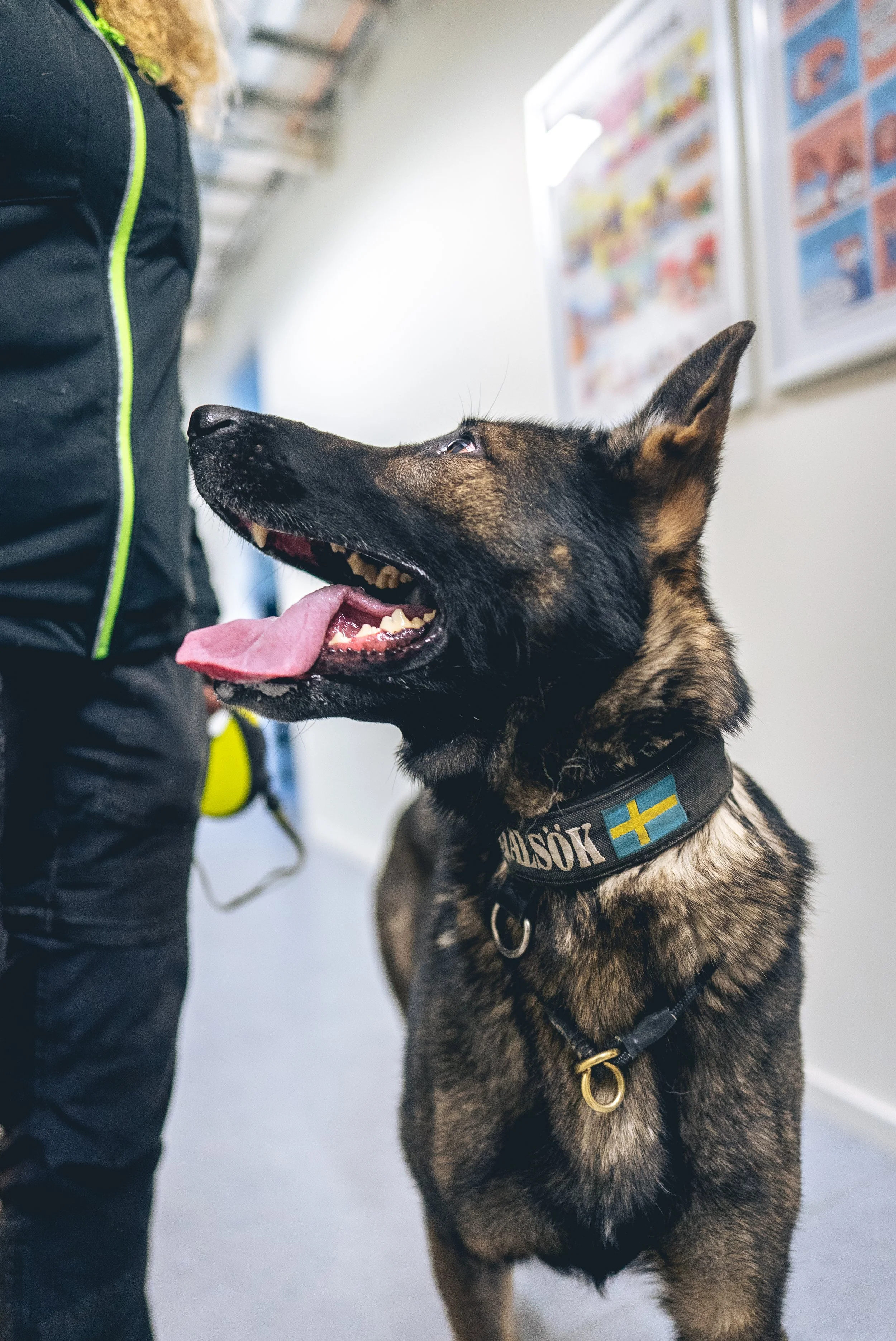 Superhunden Grizzly håller skolan fri från narkotika