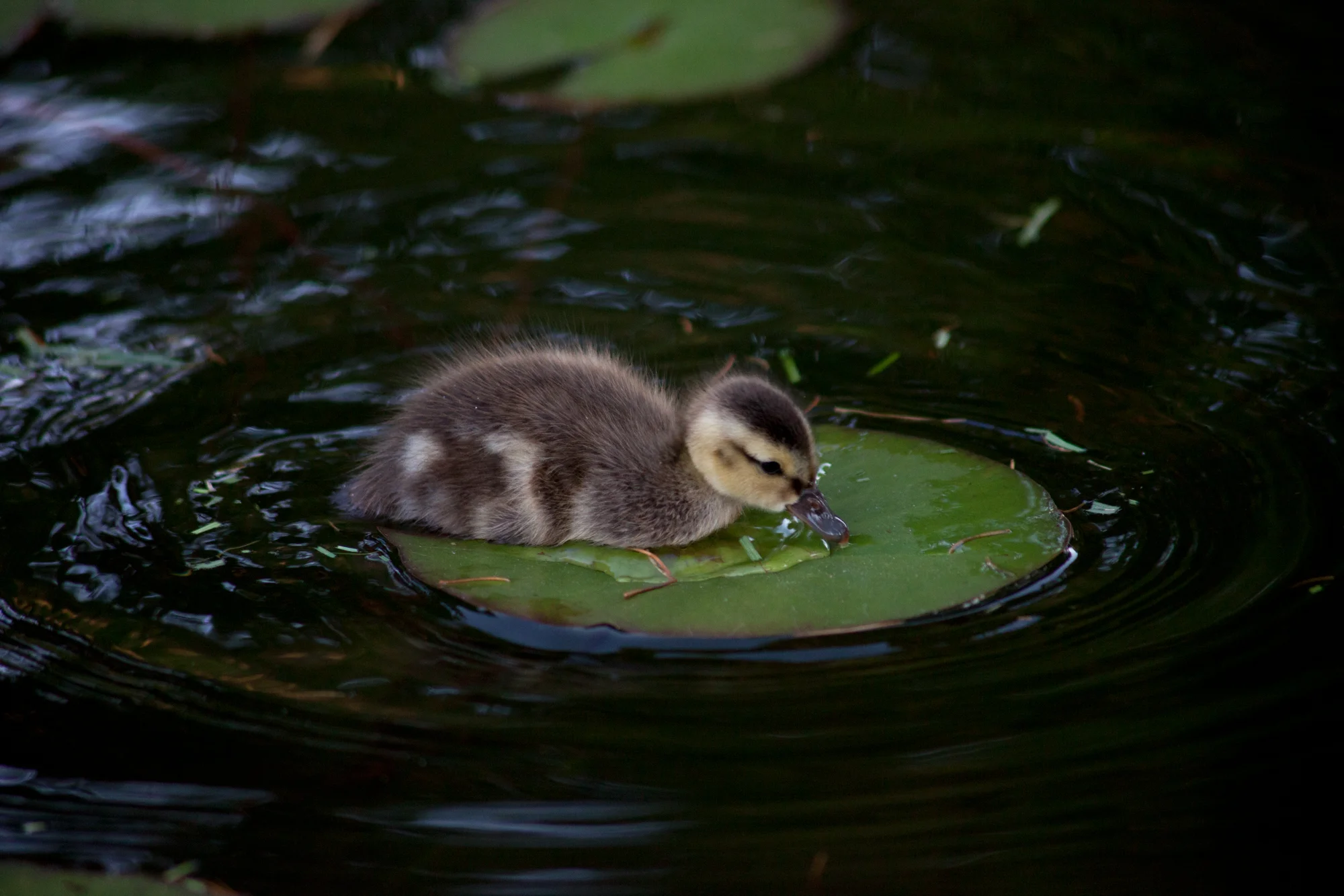 duck-1.jpg