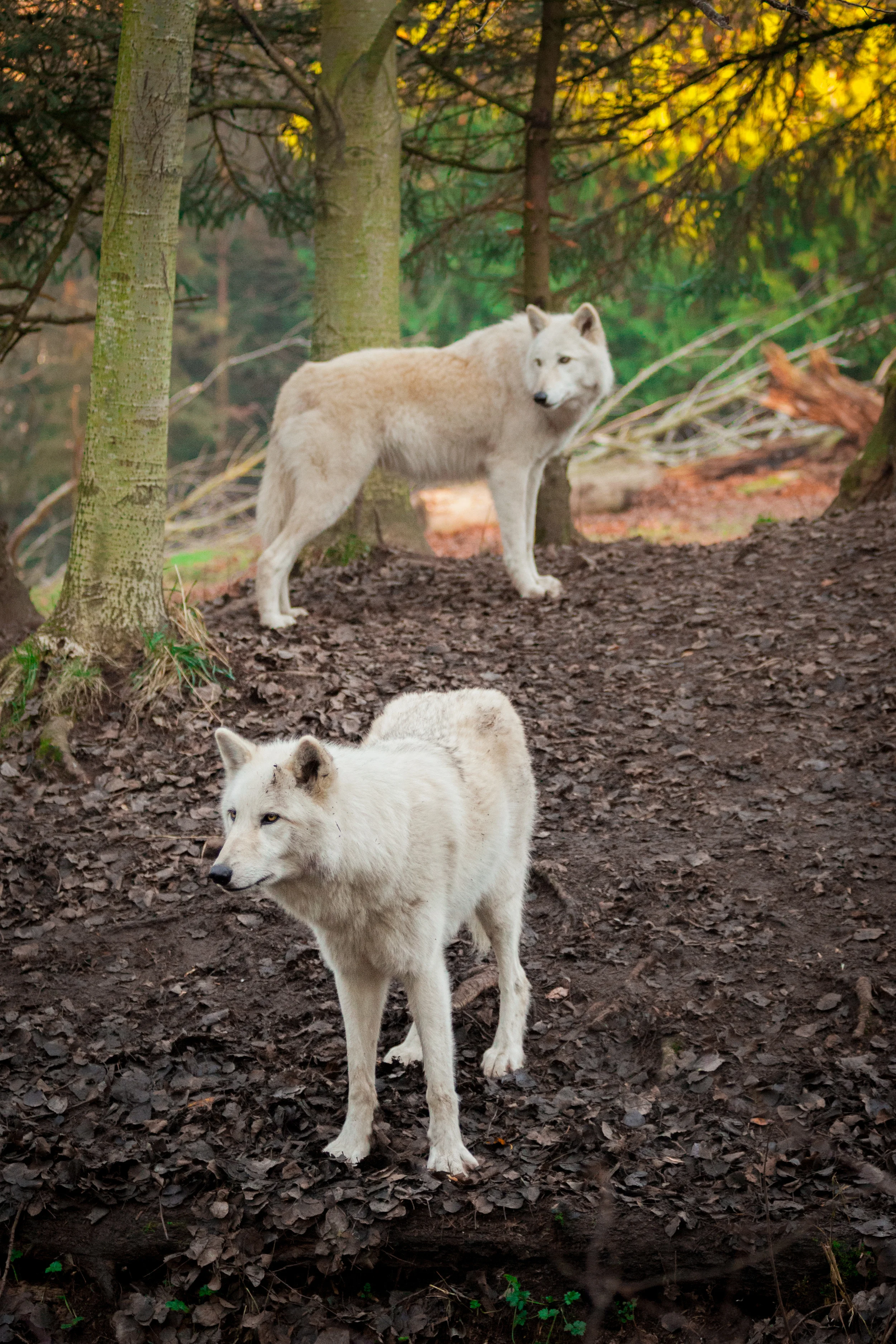 doggies-3526.jpg