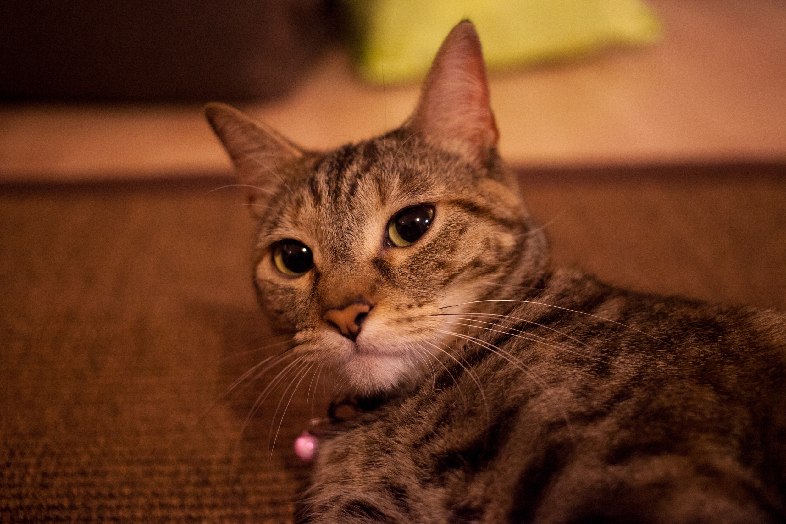 20150808-8801.jpg
