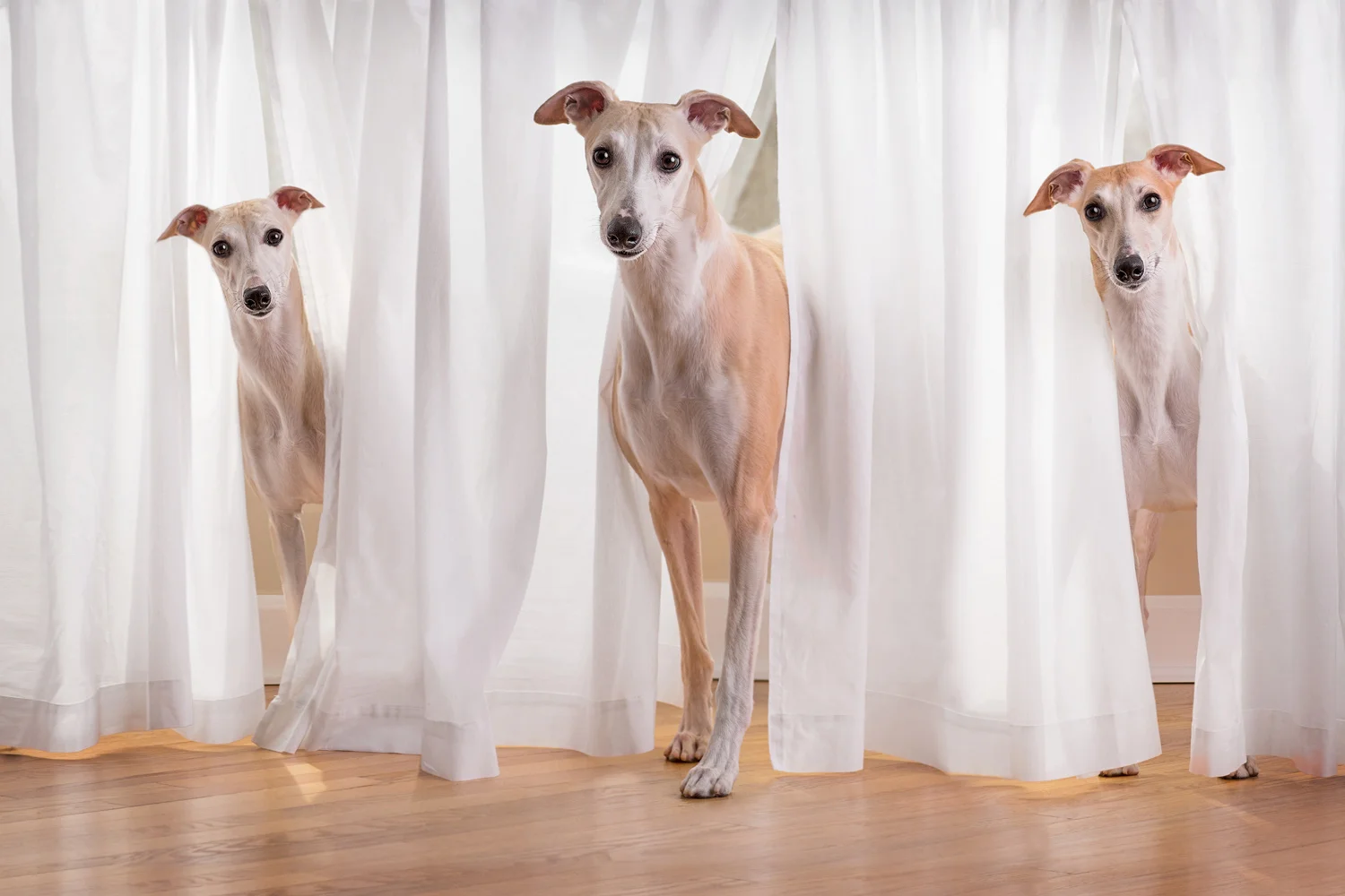 Behind Curtain #3