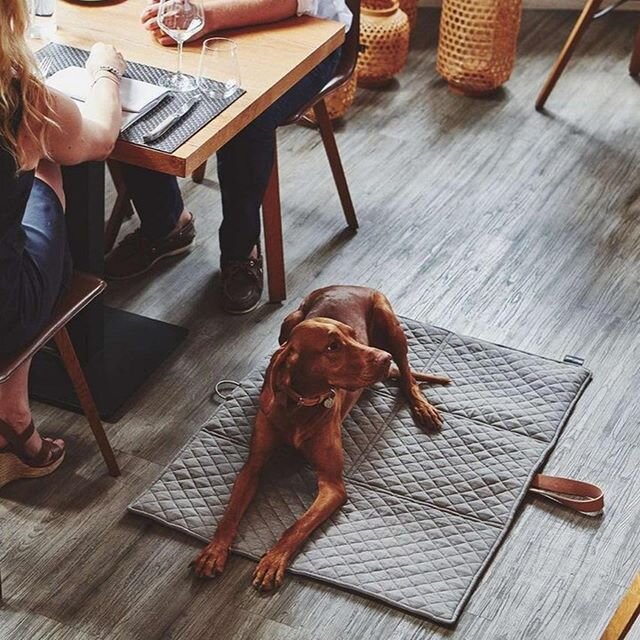 Can&rsquo;t wait till restaurants reopen and we can all go out to our favourite again. Which restaurant is top of your list? 
This shot is from @miacaradesign annual shoot in Germany. 
#82mmphotography #miacaradesign #restaurant #eatingout #dogsofins