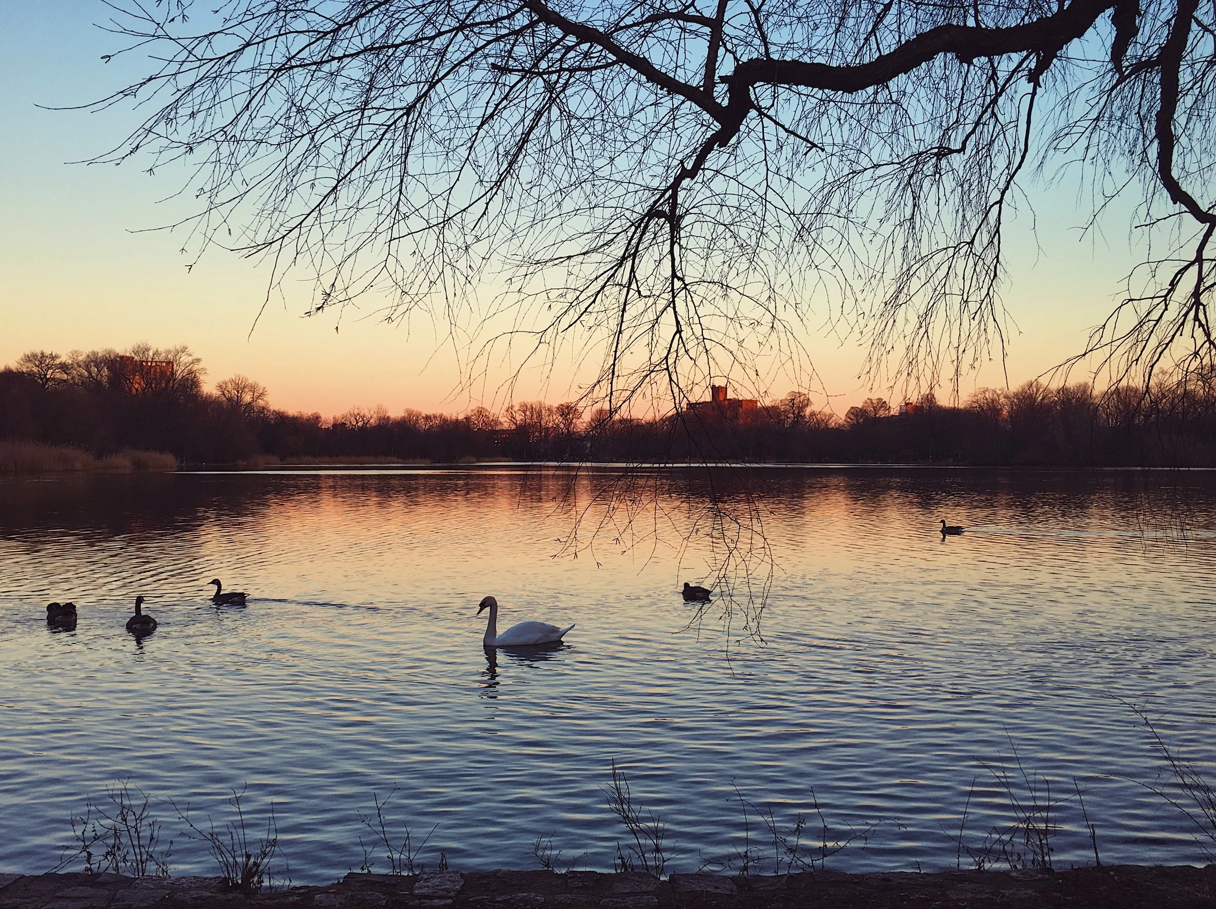 Soft light in Prospect Park