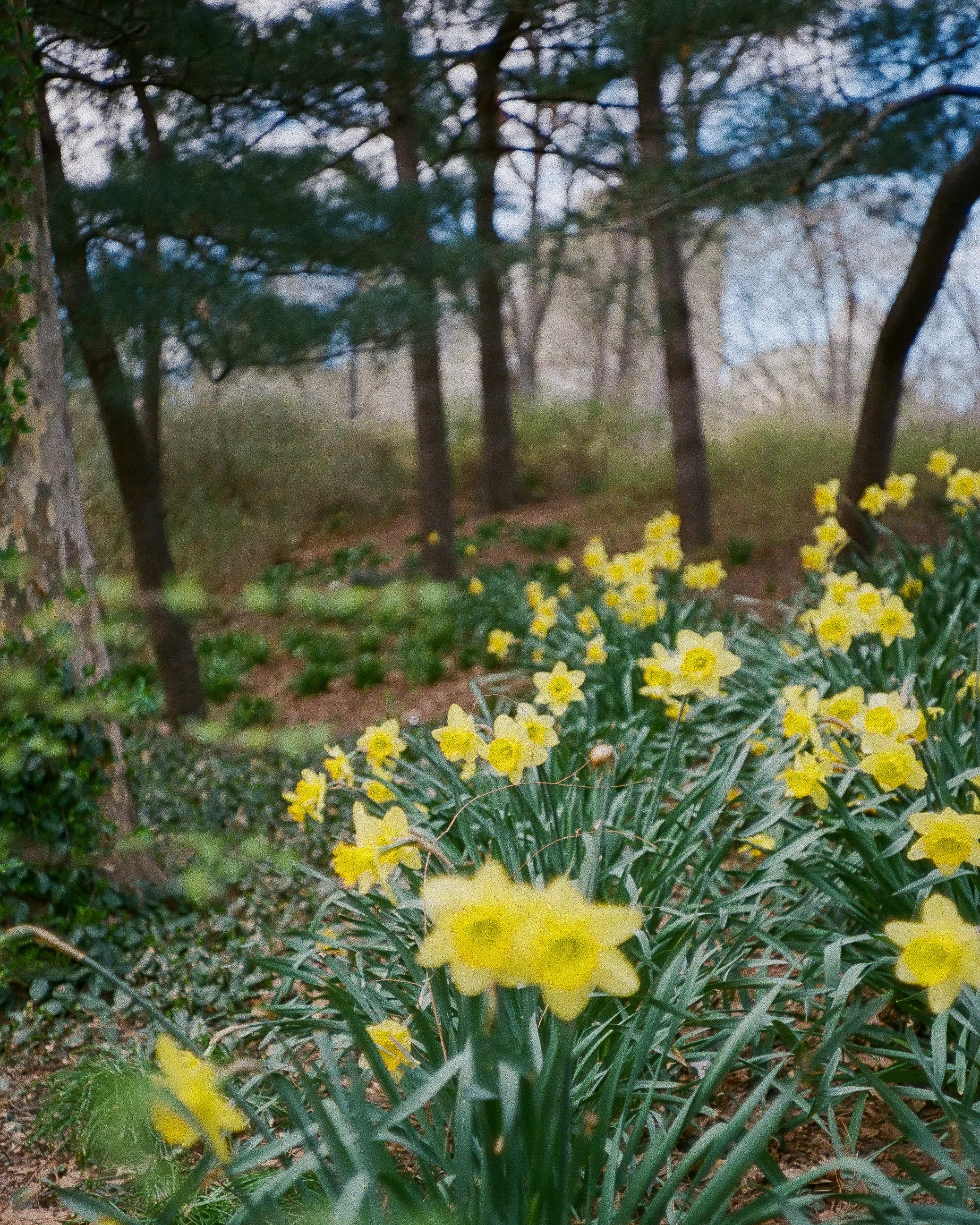 Central Park Narcissus